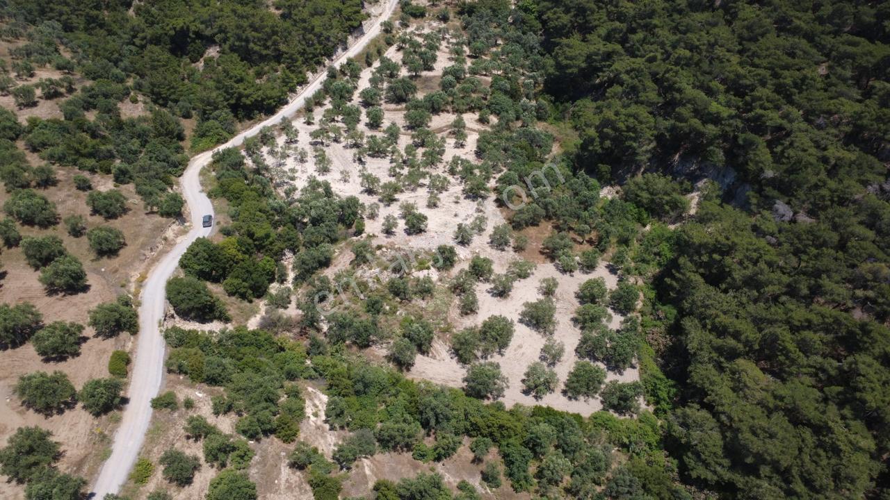 Aşağışakranda 2130m2 Tek Tapu Yolu Olan Satılık Zeytinlik - Görsel 6