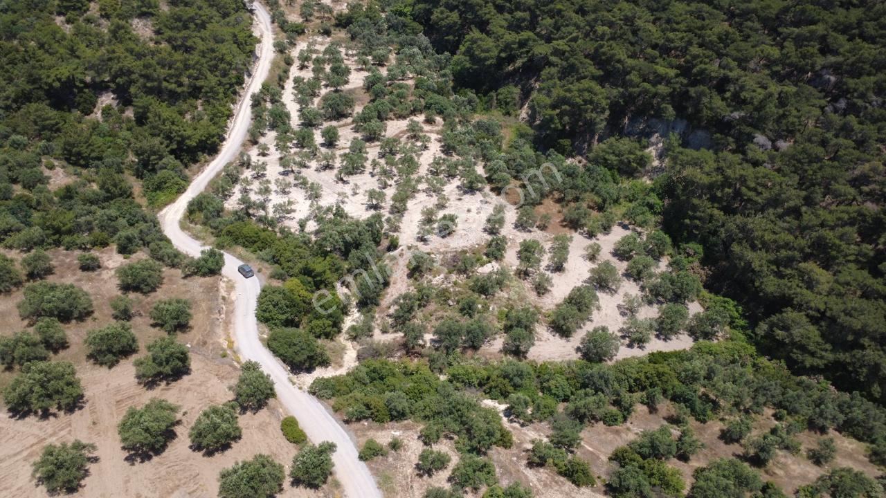 Aşağışakranda 2130m2 Tek Tapu Yolu Olan Satılık Zeytinlik - Görsel 7