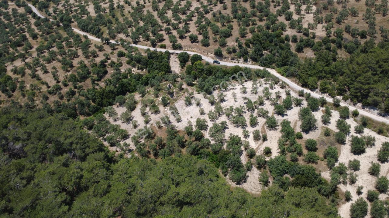 Aşağışakranda 2130m2 Tek Tapu Yolu Olan Satılık Zeytinlik - Görsel 17
