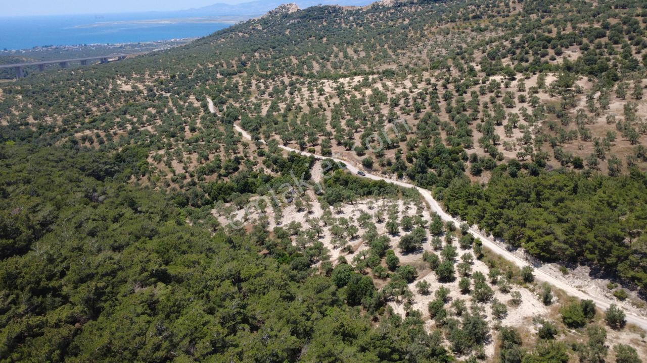 Aşağışakranda 2130m2 Tek Tapu Yolu Olan Satılık Zeytinlik - Görsel 25