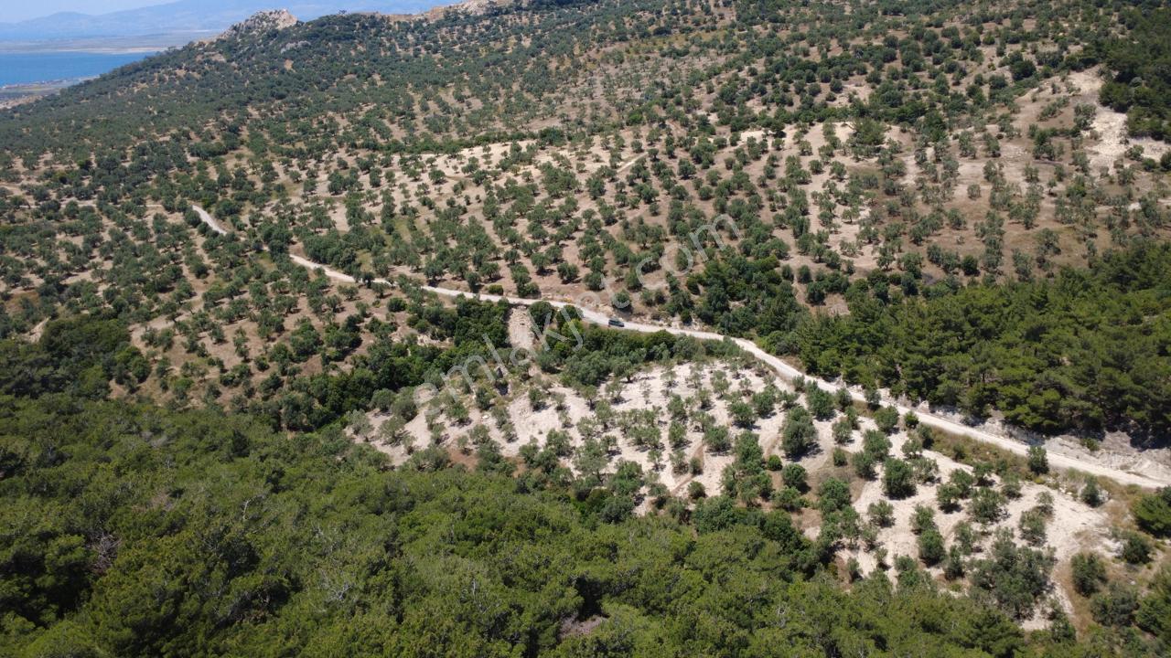 Aşağışakranda 2130m2 Tek Tapu Yolu Olan Satılık Zeytinlik - Görsel 18