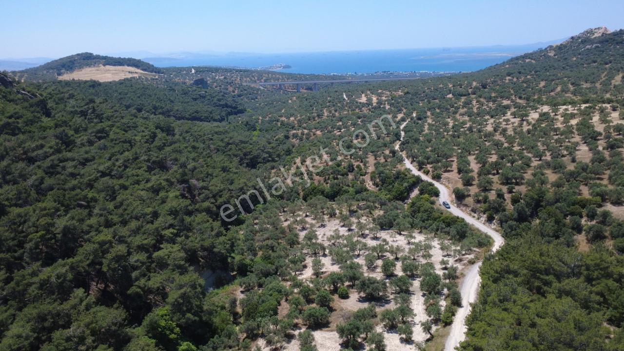 Aşağışakranda 2130m2 Tek Tapu Yolu Olan Satılık Zeytinlik - Görsel 34