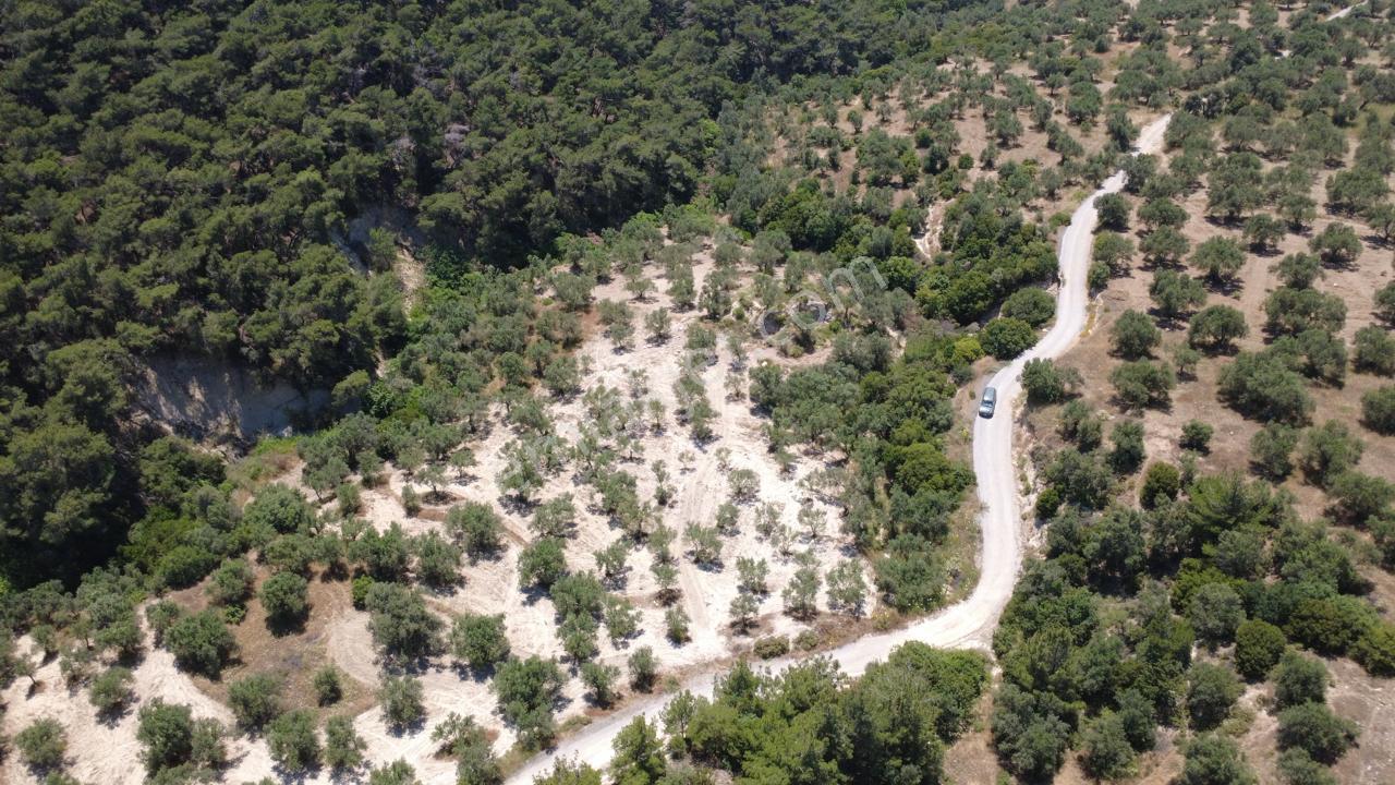 Aşağışakranda 2130m2 Tek Tapu Yolu Olan Satılık Zeytinlik - Görsel 12