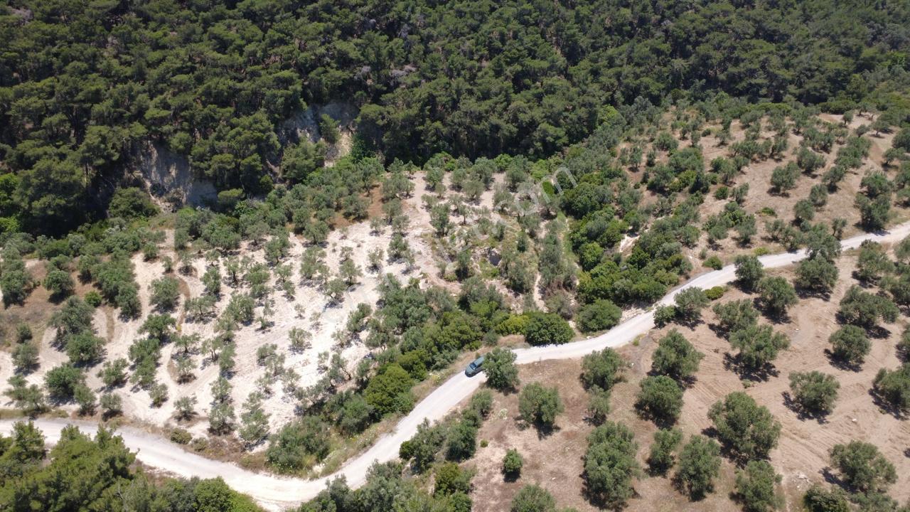 Aşağışakranda 2130m2 Tek Tapu Yolu Olan Satılık Zeytinlik - Görsel 10