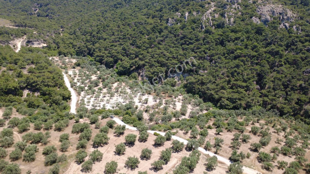 Aşağışakranda 2130m2 Tek Tapu Yolu Olan Satılık Zeytinlik - Görsel 28