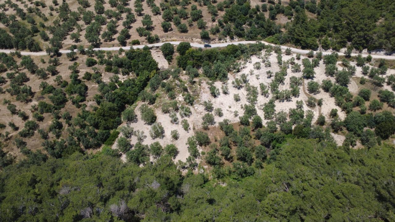 Aşağışakranda 2130m2 Tek Tapu Yolu Olan Satılık Zeytinlik - Görsel 3