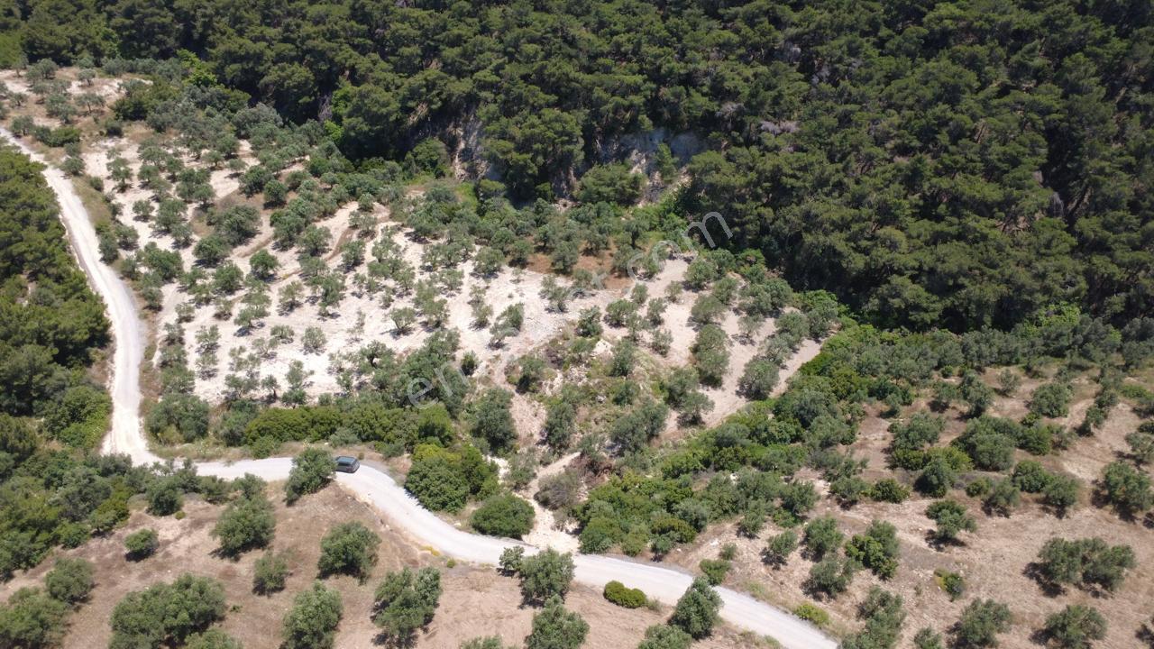 Aşağışakranda 2130m2 Tek Tapu Yolu Olan Satılık Zeytinlik - Görsel 14