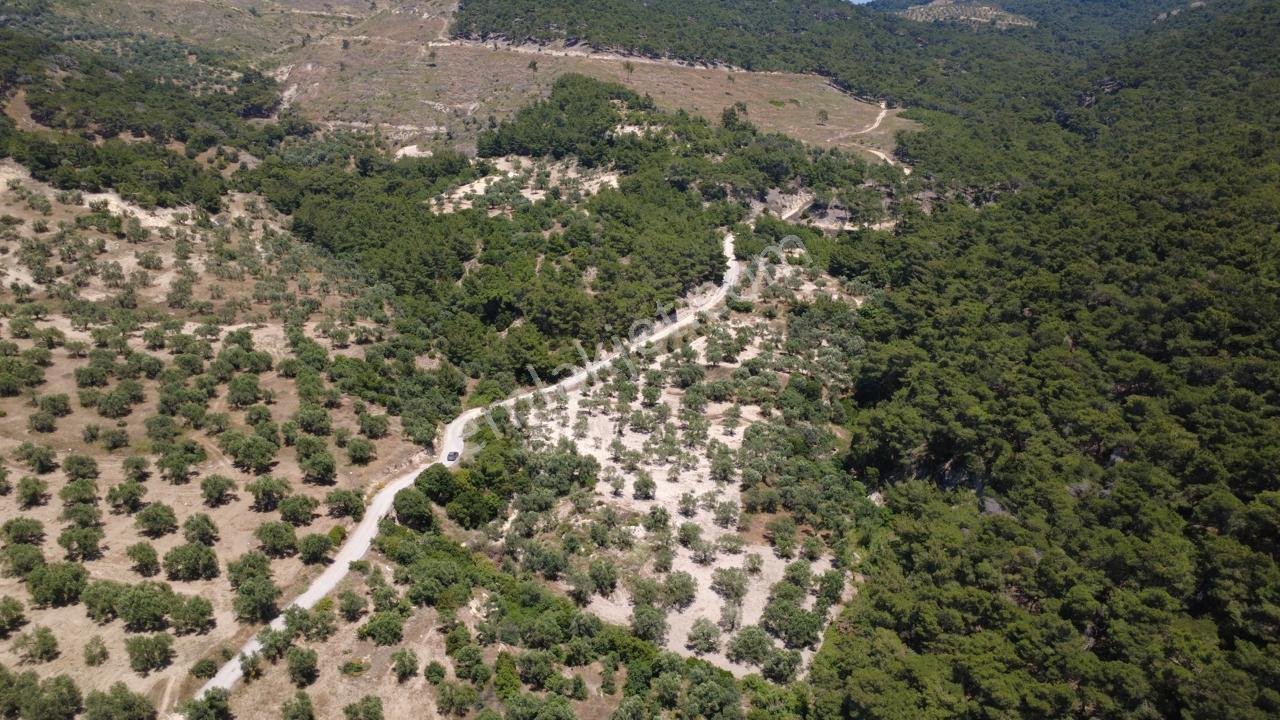 Aşağışakranda 2130m2 Tek Tapu Yolu Olan Satılık Zeytinlik - Görsel 35