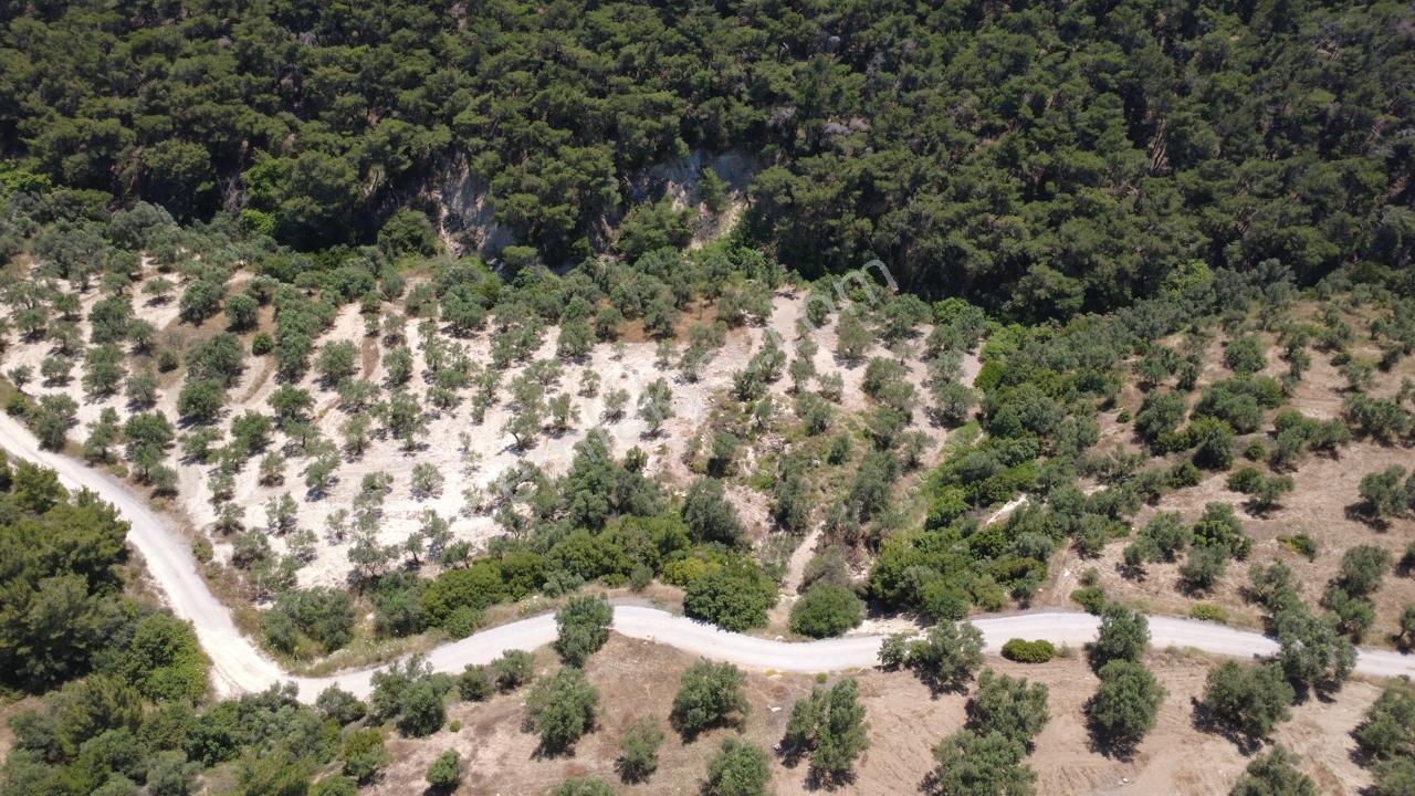 Aşağışakranda 2130m2 Tek Tapu Yolu Olan Satılık Zeytinlik - Görsel 9