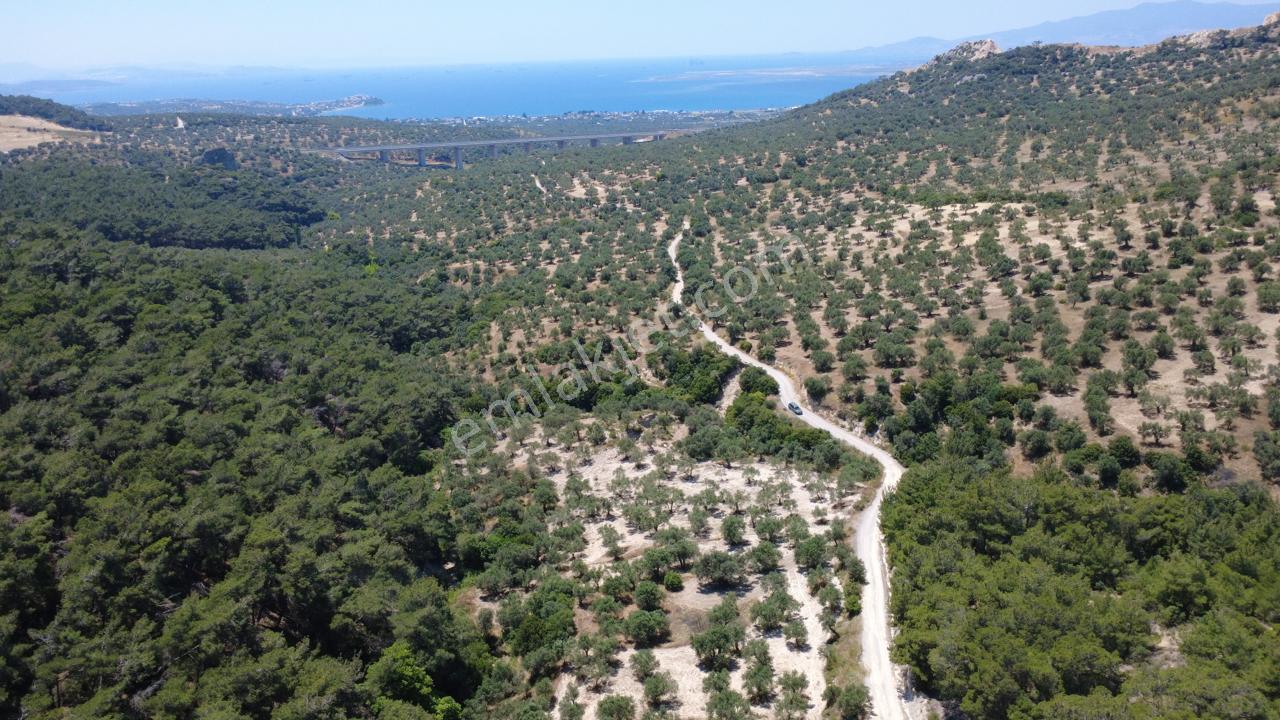Aşağışakranda 2130m2 Tek Tapu Yolu Olan Satılık Zeytinlik - Görsel 21