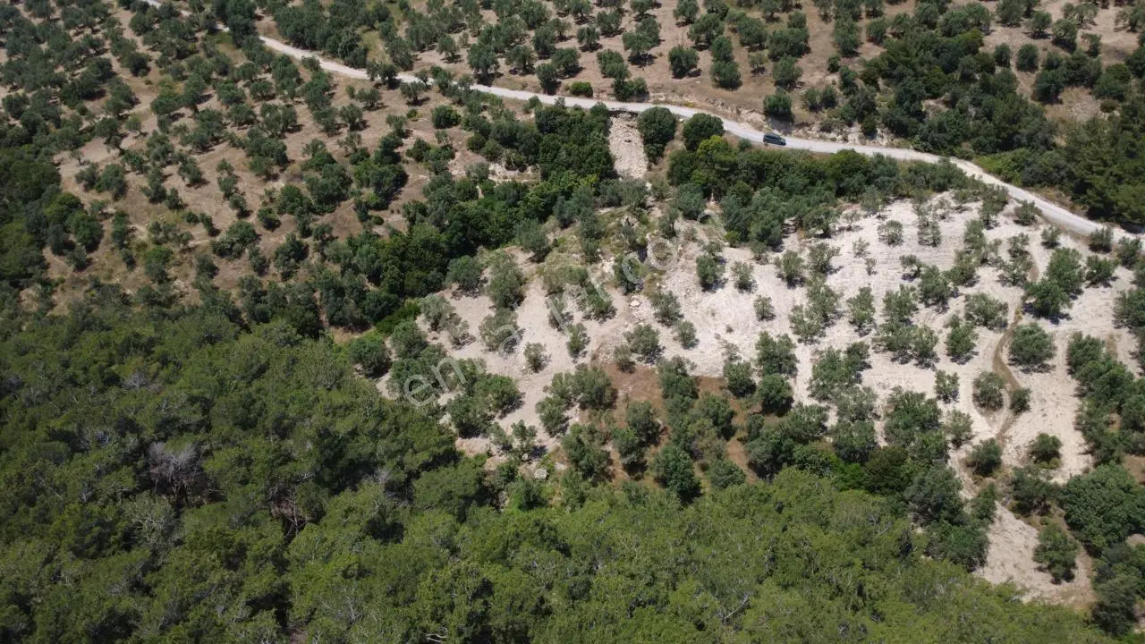 Aşağışakranda 2130m2 Tek Tapu Yolu Olan Satılık Zeytinlik - Görsel 2