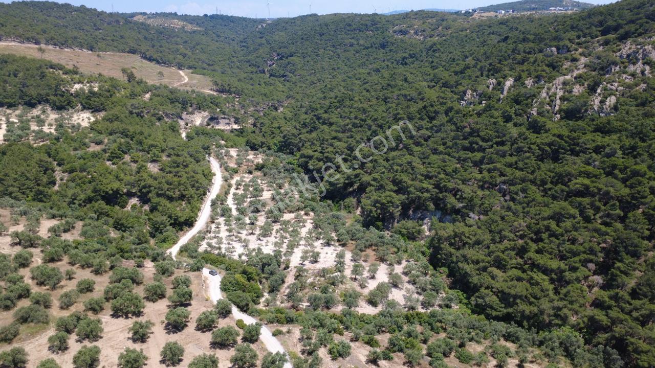 Aşağışakranda 2130m2 Tek Tapu Yolu Olan Satılık Zeytinlik - Görsel 29