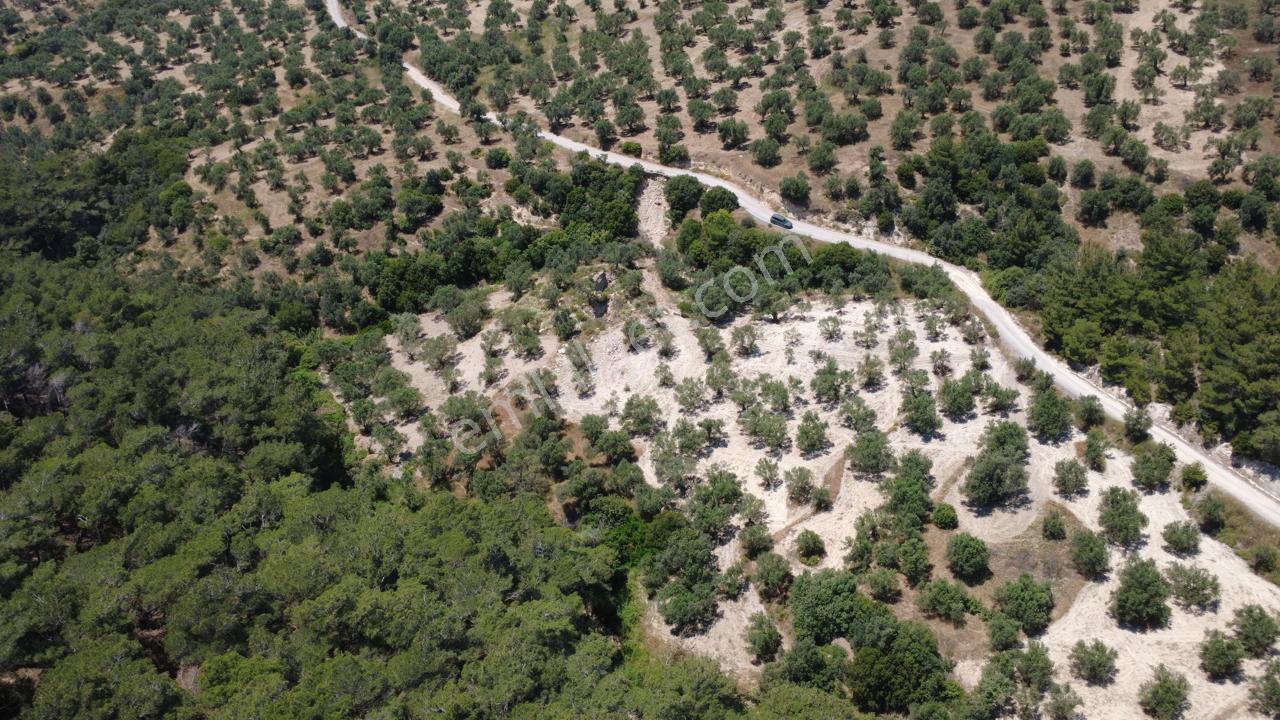 Aşağışakranda 2130m2 Tek Tapu Yolu Olan Satılık Zeytinlik - Görsel 16