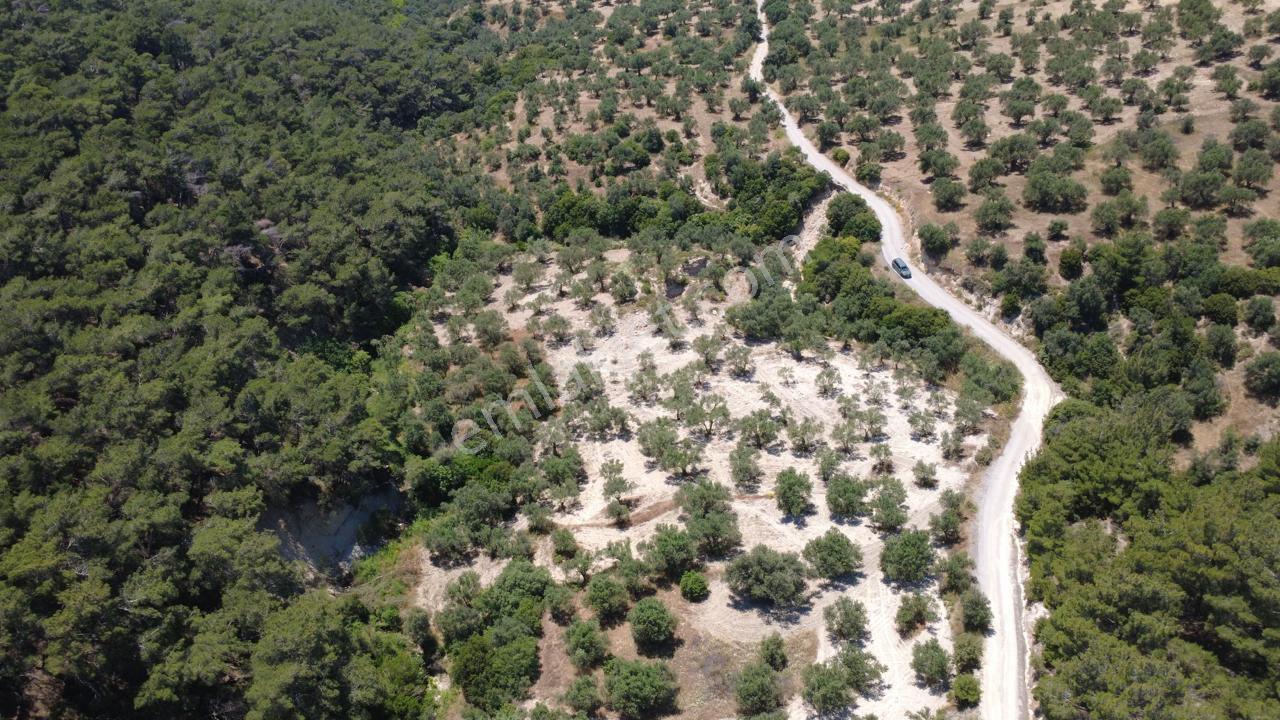 Aşağışakranda 2130m2 Tek Tapu Yolu Olan Satılık Zeytinlik - Görsel 19