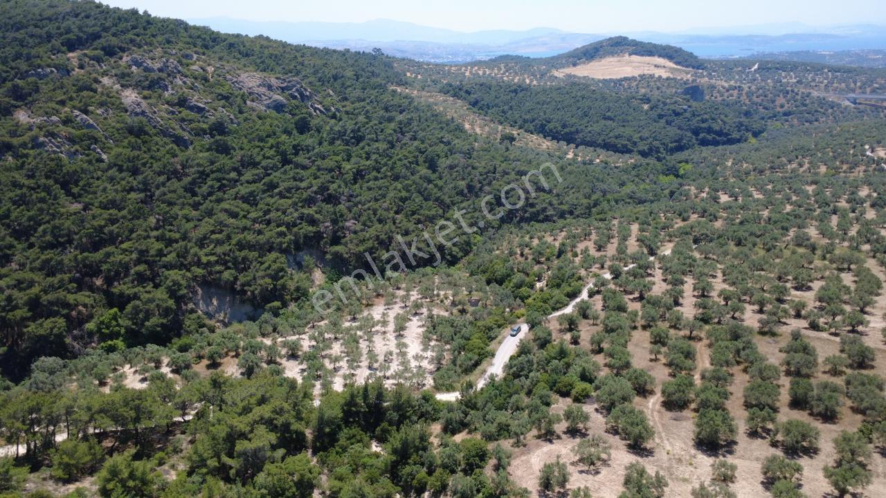 Aşağışakranda 2130m2 Tek Tapu Yolu Olan Satılık Zeytinlik - Görsel 24