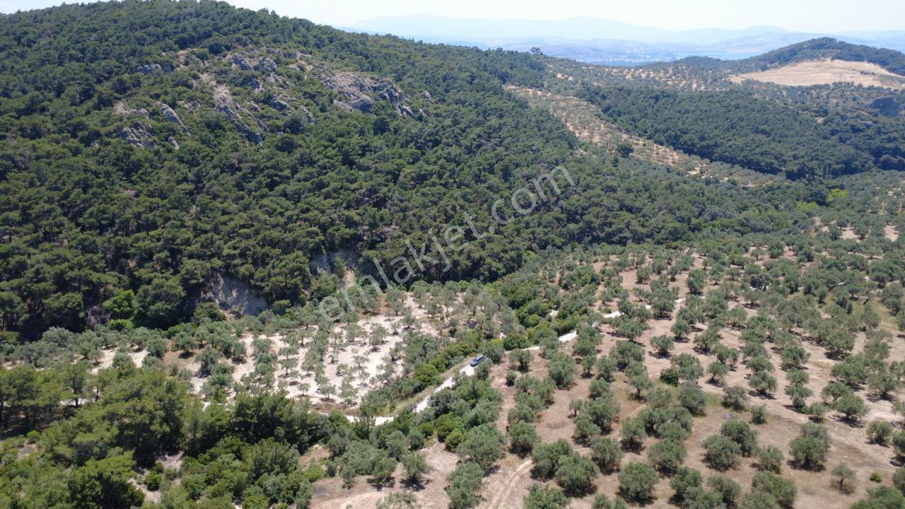 Aşağışakranda 2130m2 Tek Tapu Yolu Olan Satılık Zeytinlik - Görsel 27