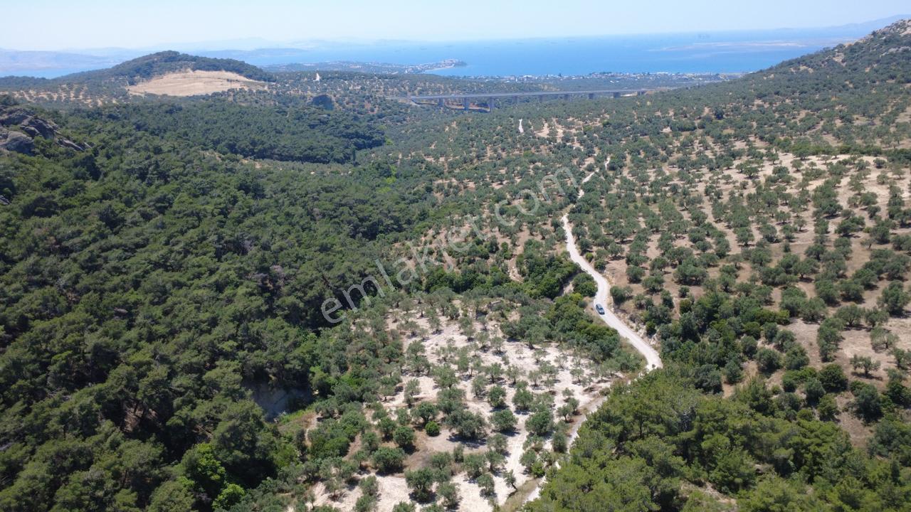Aşağışakranda 2130m2 Tek Tapu Yolu Olan Satılık Zeytinlik - Görsel 22