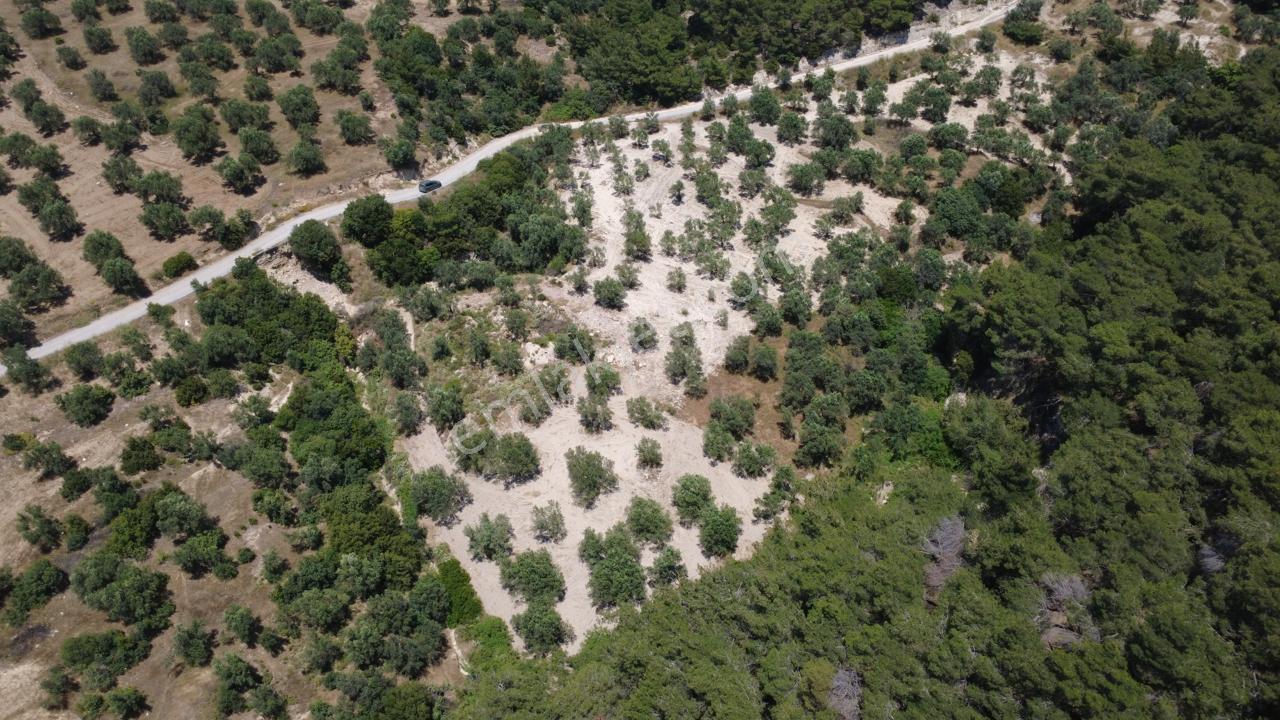 Aşağışakranda 2130m2 Tek Tapu Yolu Olan Satılık Zeytinlik - Görsel 4