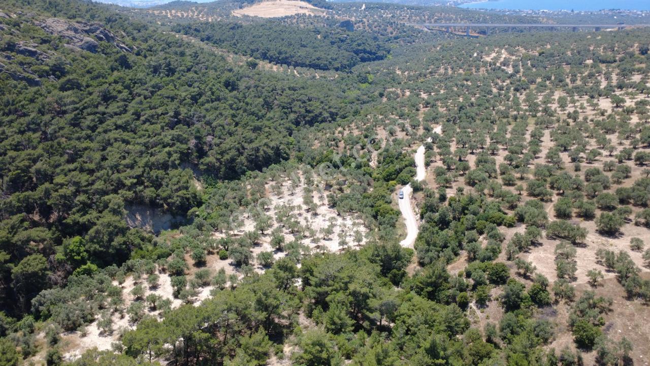 Aşağışakranda 2130m2 Tek Tapu Yolu Olan Satılık Zeytinlik - Görsel 23