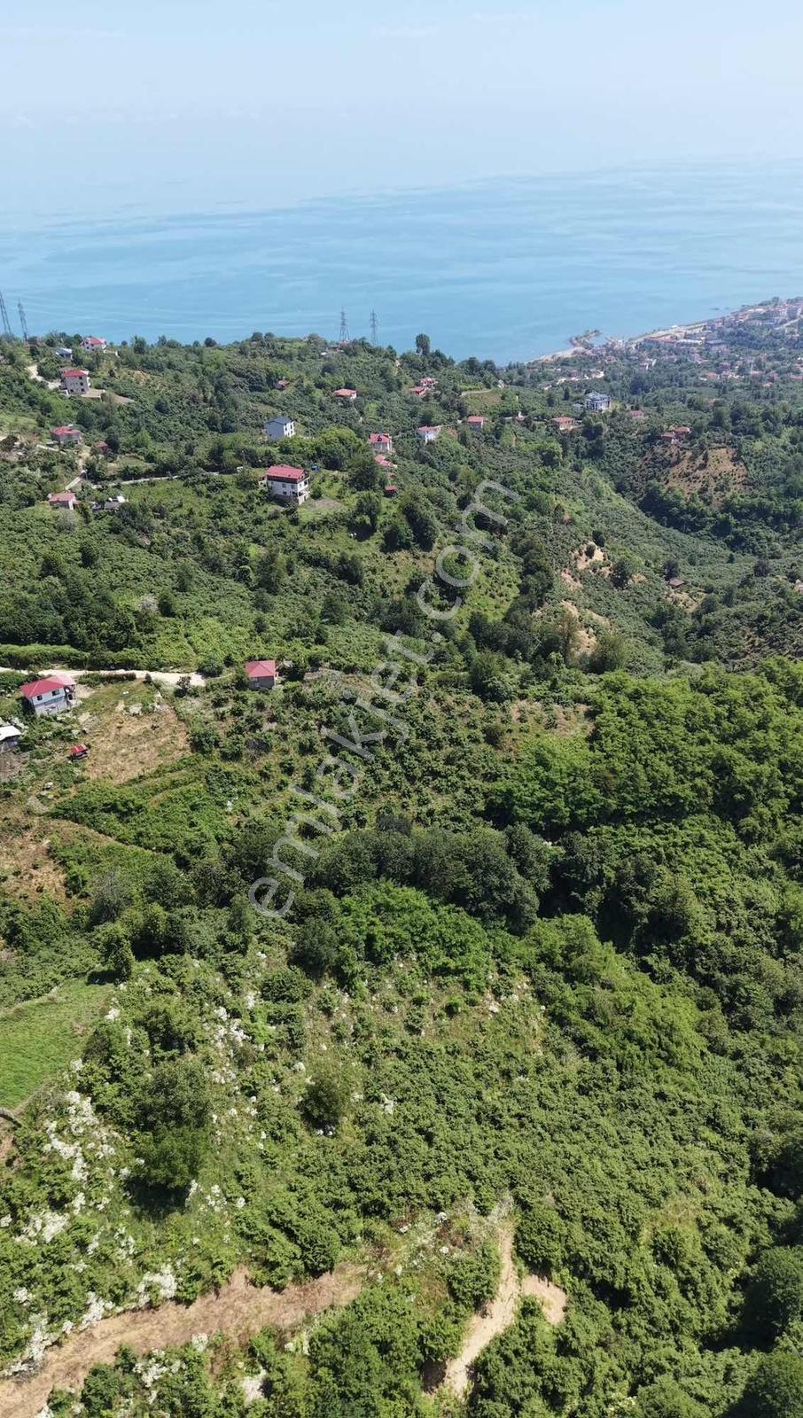Burun Ucu Köyü Satılık Fındık Bahçesi - Görsel 8