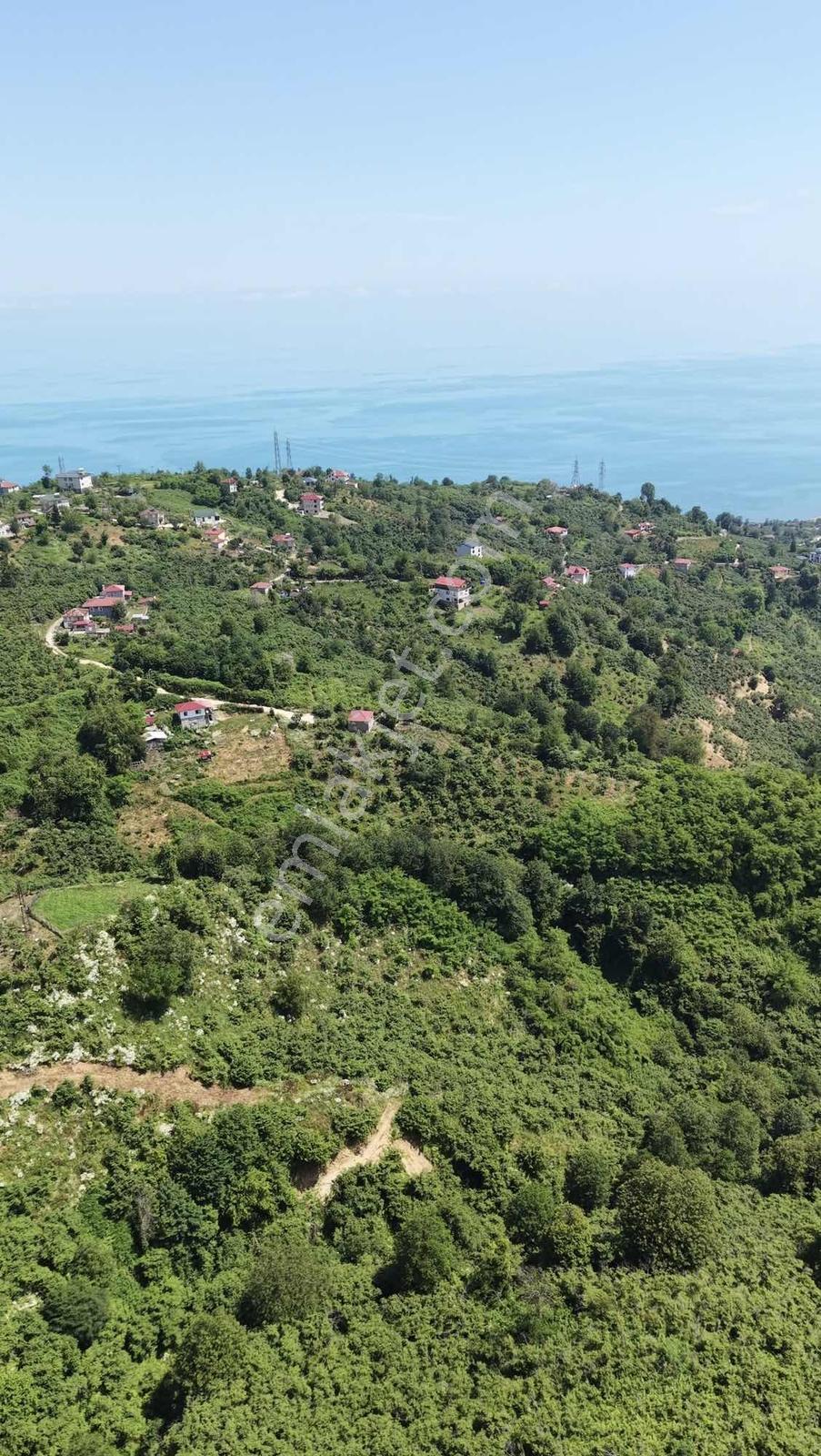 Burun Ucu Köyü Satılık Fındık Bahçesi - Görsel 4