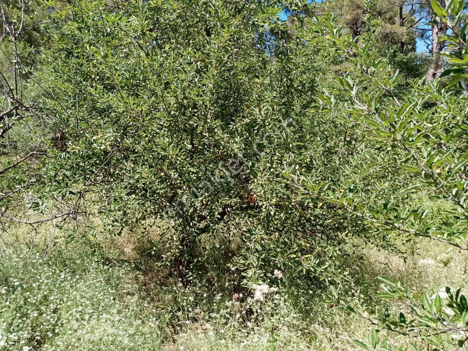 Çanakkale,bayramiç,yeşilköy De Satılık Tarla - Görsel 12
