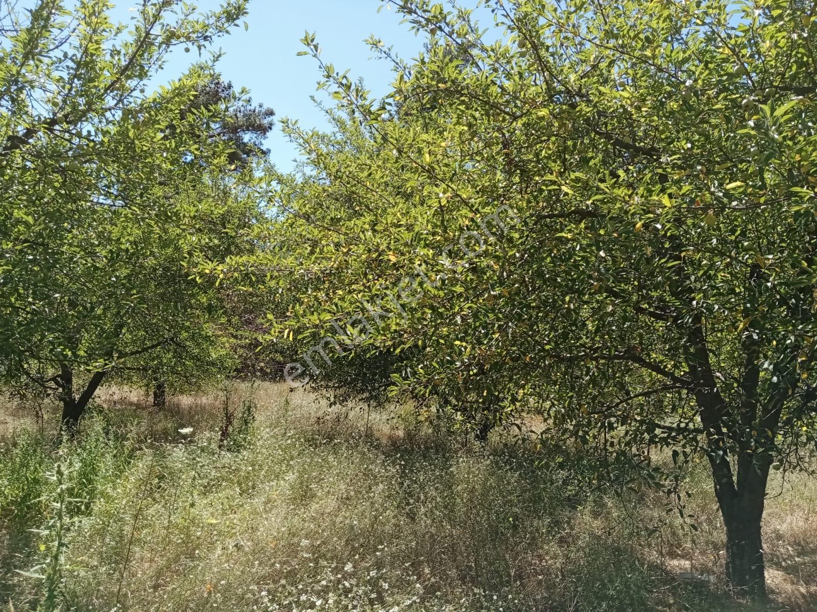 Çanakkale,bayramiç,yeşilköy De Satılık Tarla - Görsel 15