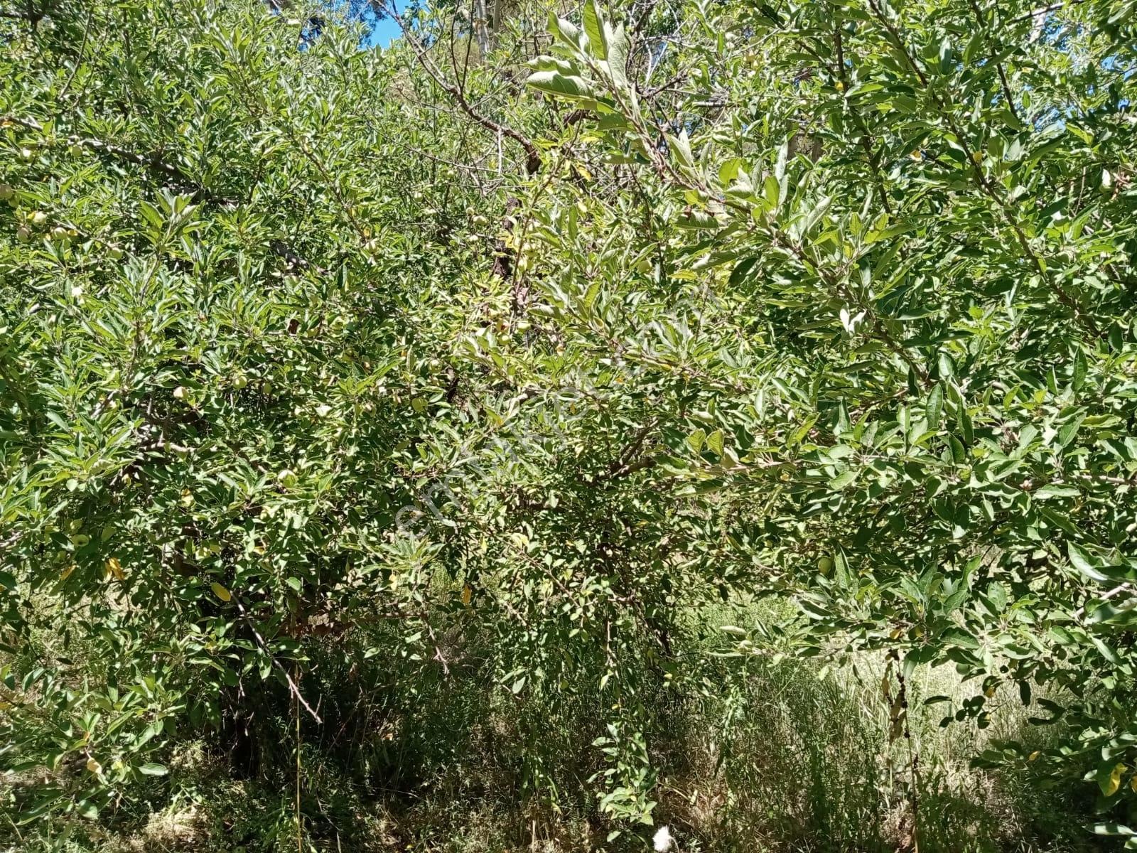 Çanakkale,bayramiç,yeşilköy De Satılık Tarla - Görsel 2