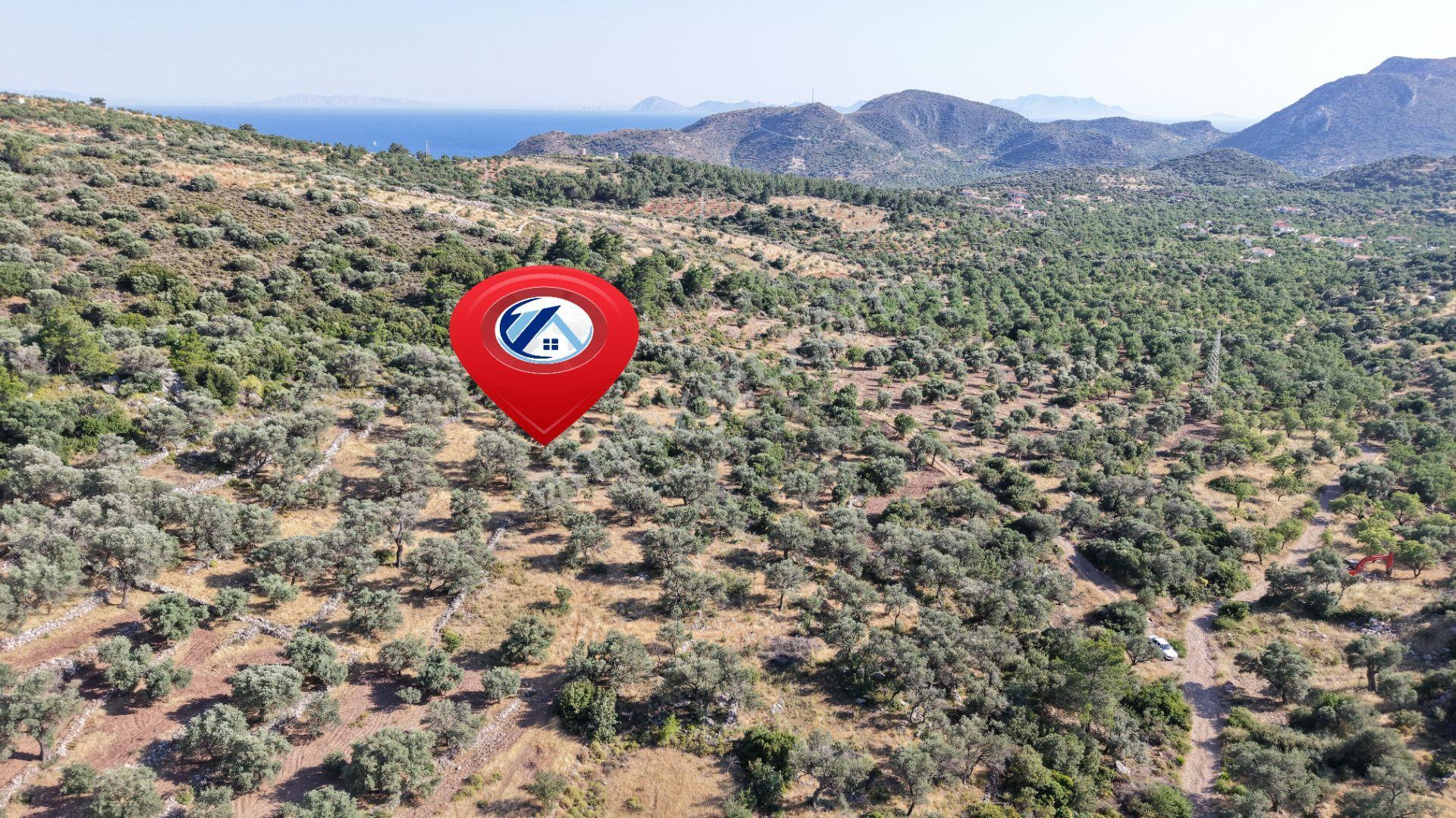 Datça Yaka Mah. Zeytinlik Satılık 5.089 M² - Görsel 6