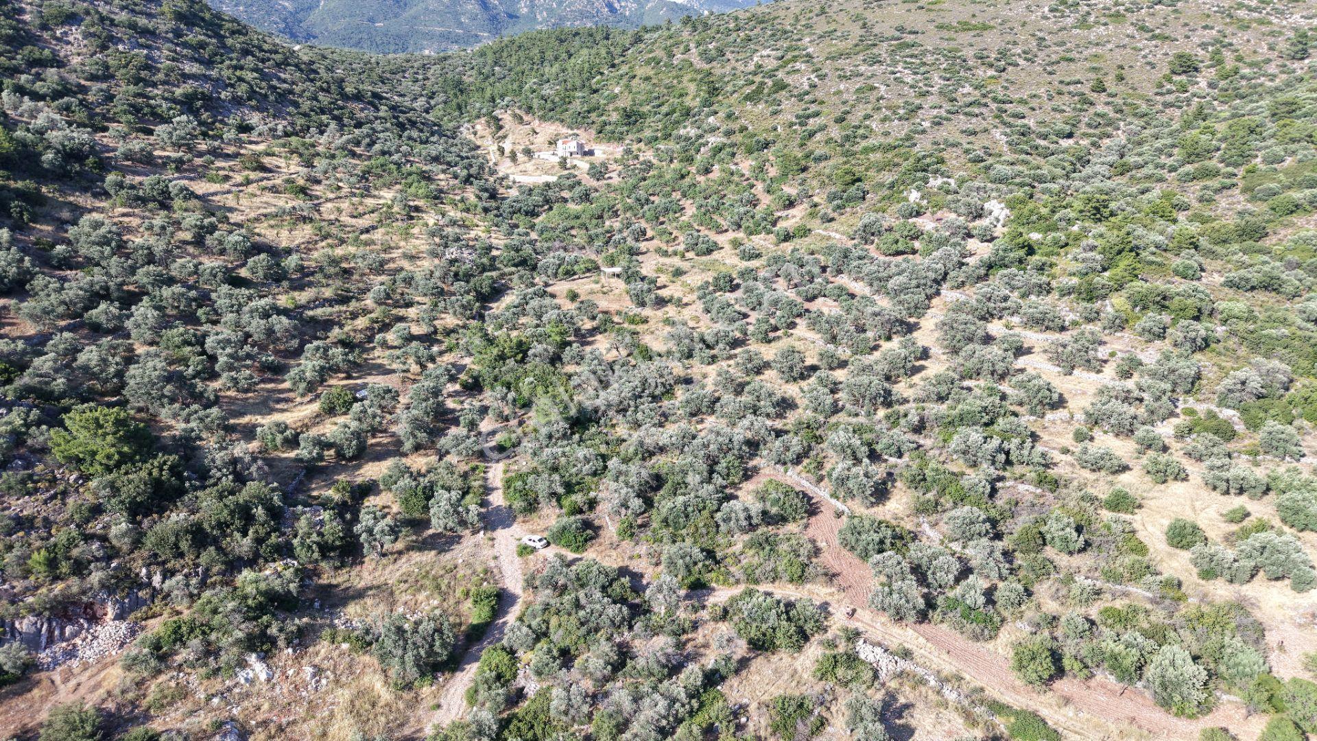 Datça Yaka Mah. Zeytinlik Satılık 5.089 M² - Görsel 24