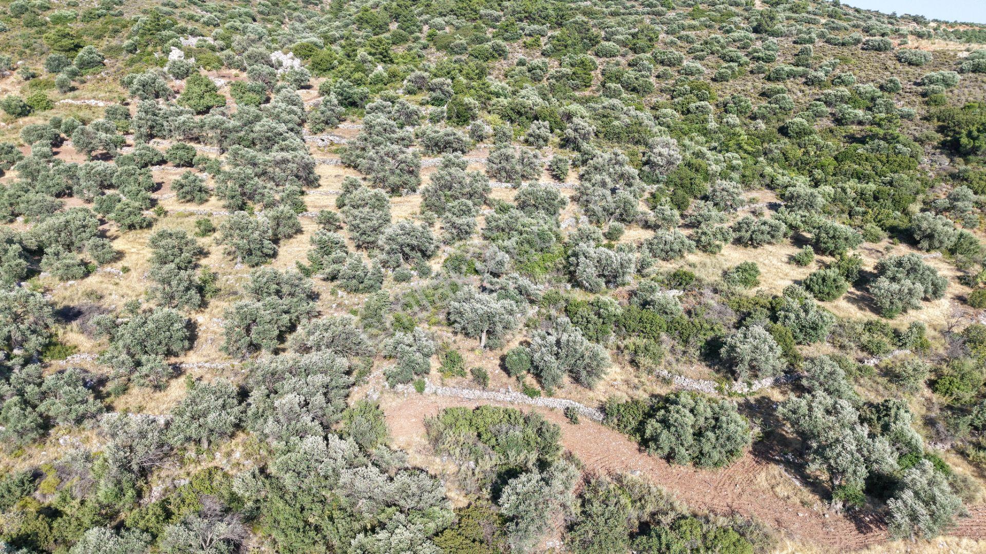 Datça Yaka Mah. Zeytinlik Satılık 5.089 M² - Görsel 9