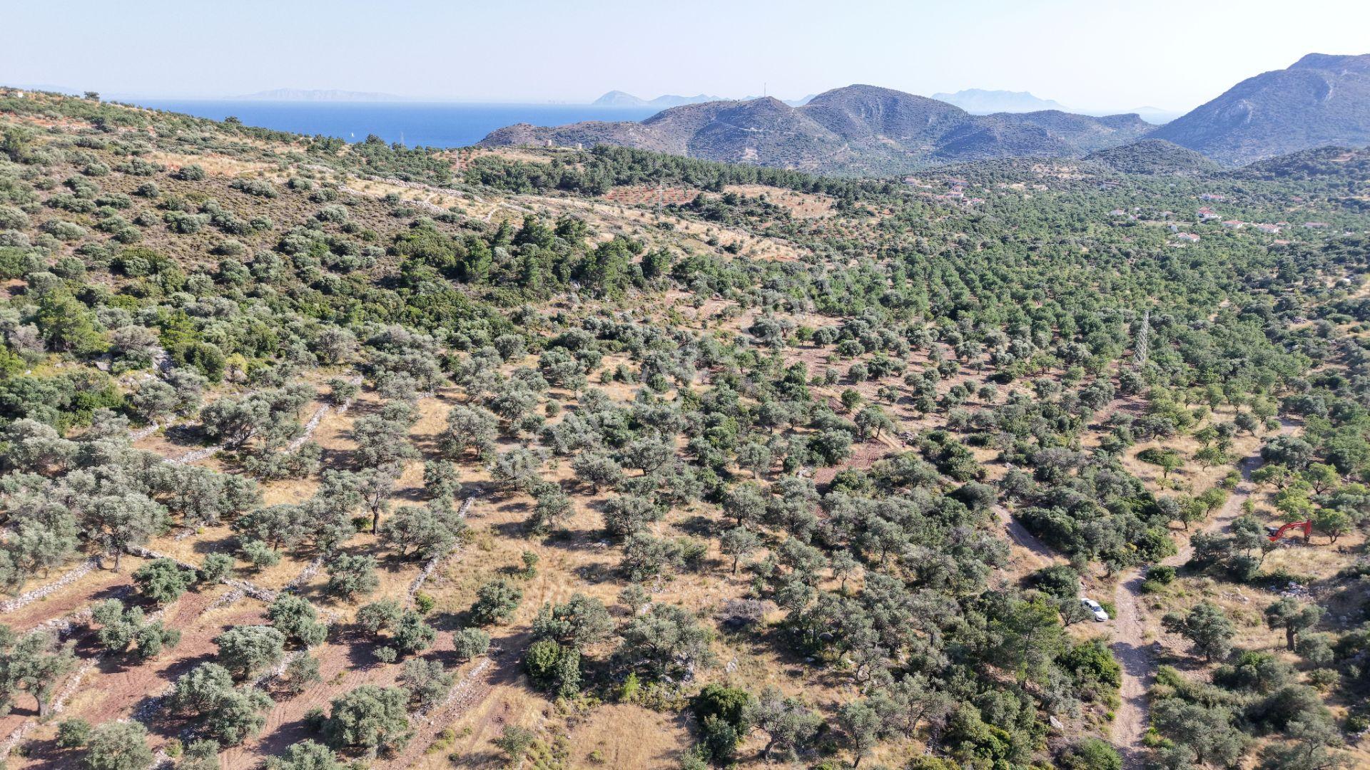 Datça Yaka Mah. Zeytinlik Satılık 5.089 M² - Görsel 15