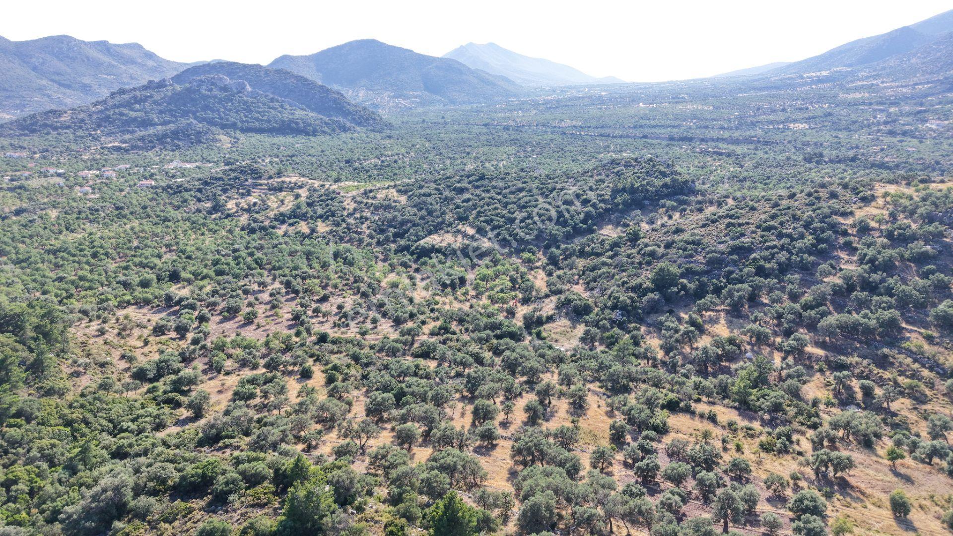 Datça Yaka Mah. Zeytinlik Satılık 5.089 M² - Görsel 34