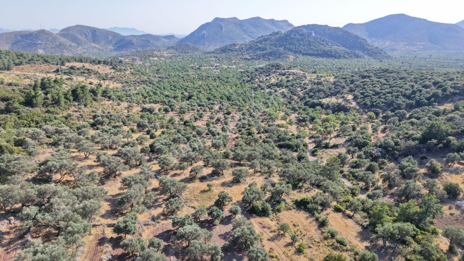 Datça Yaka Mah. Zeytinlik Satılık 5.089 M² - Görsel 16