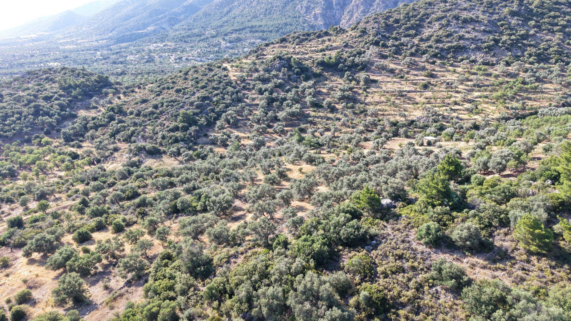 Datça Yaka Mah. Zeytinlik Satılık 5.089 M² - Görsel 31