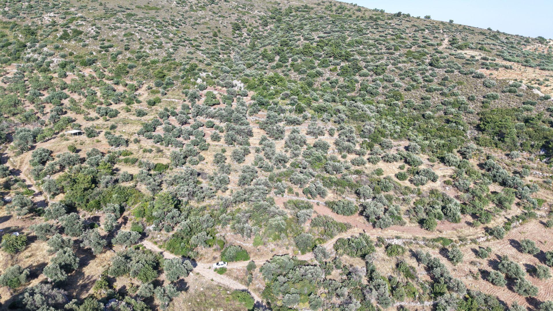 Datça Yaka Mah. Zeytinlik Satılık 5.089 M² - Görsel 21