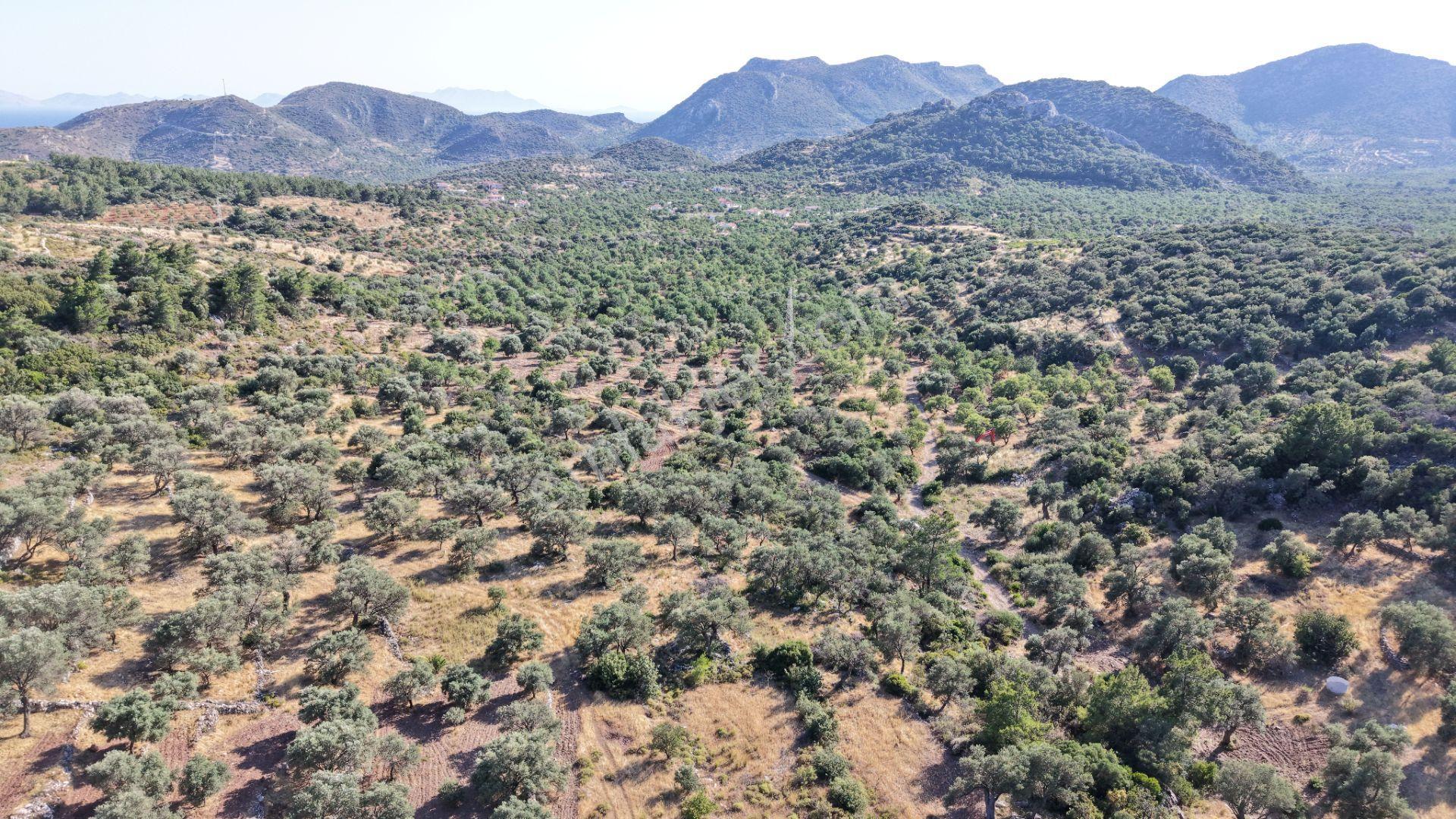 Datça Yaka Mah. Zeytinlik Satılık 5.089 M² - Görsel 18