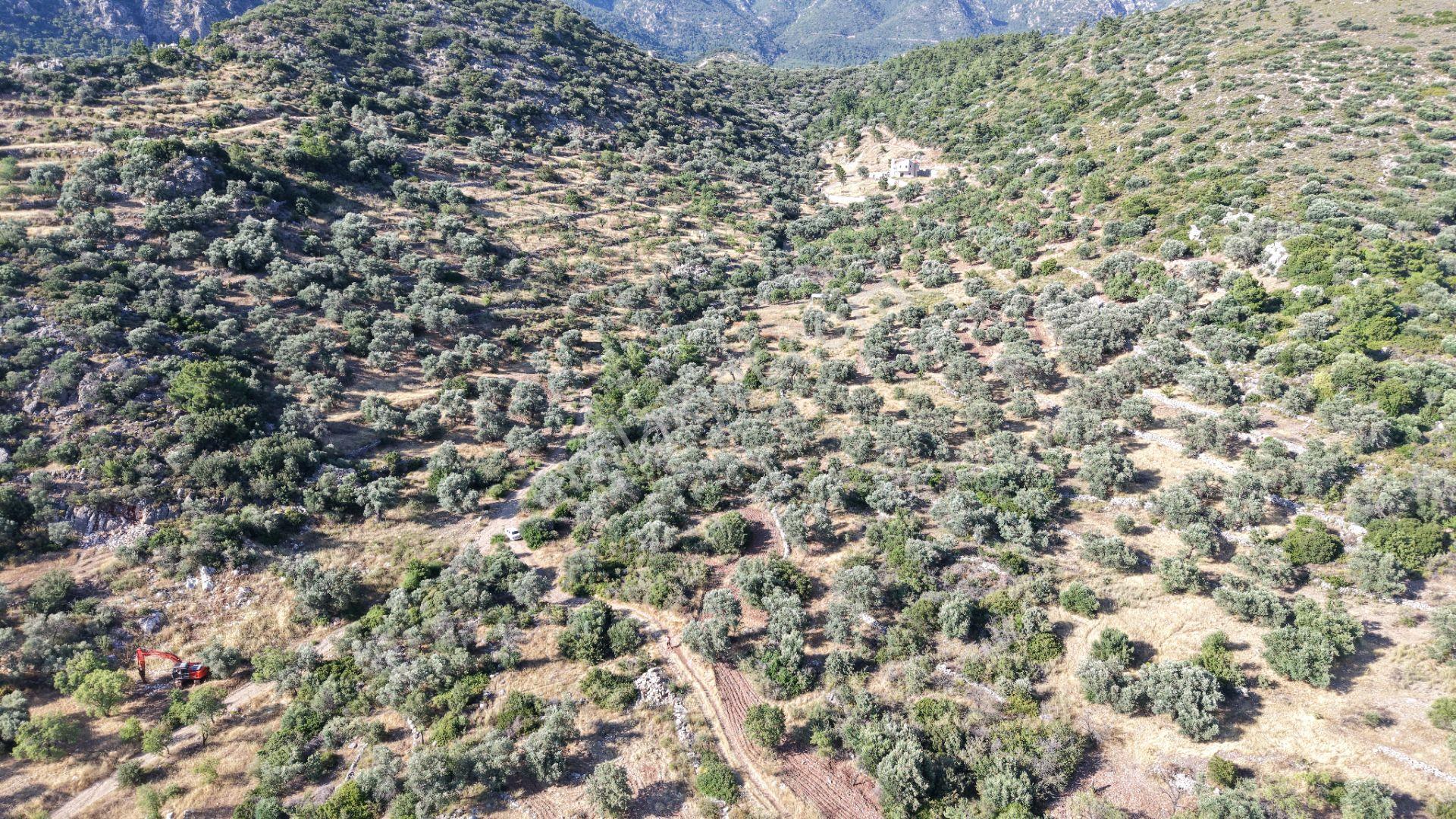 Datça Yaka Mah. Zeytinlik Satılık 5.089 M² - Görsel 26