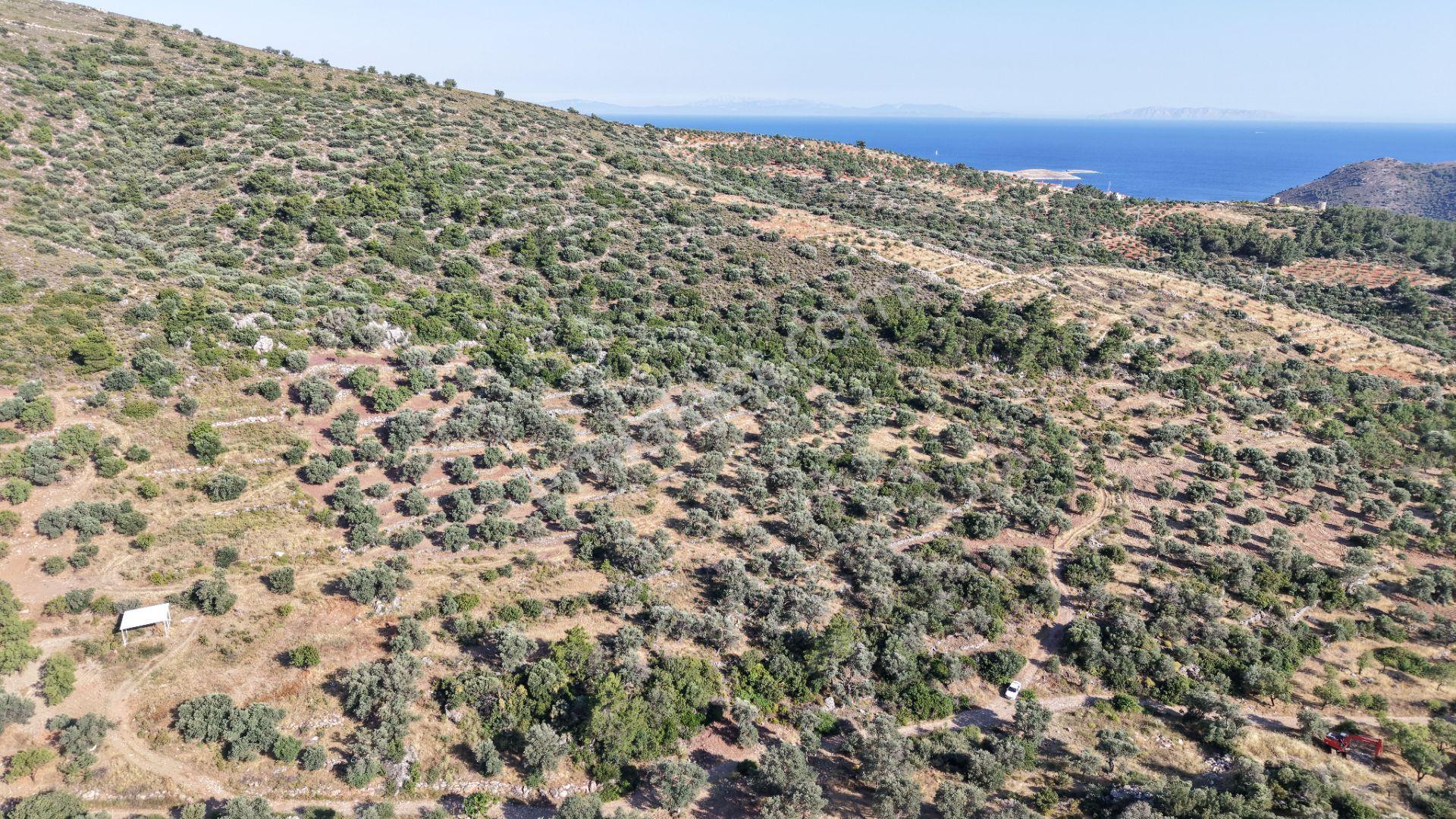 Datça Yaka Mah. Zeytinlik Satılık 5.089 M² - Görsel 35