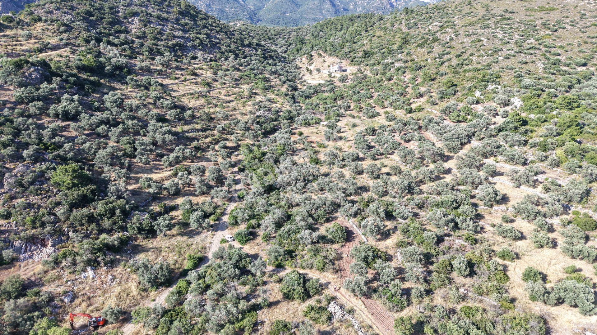 Datça Yaka Mah. Zeytinlik Satılık 5.089 M² - Görsel 25