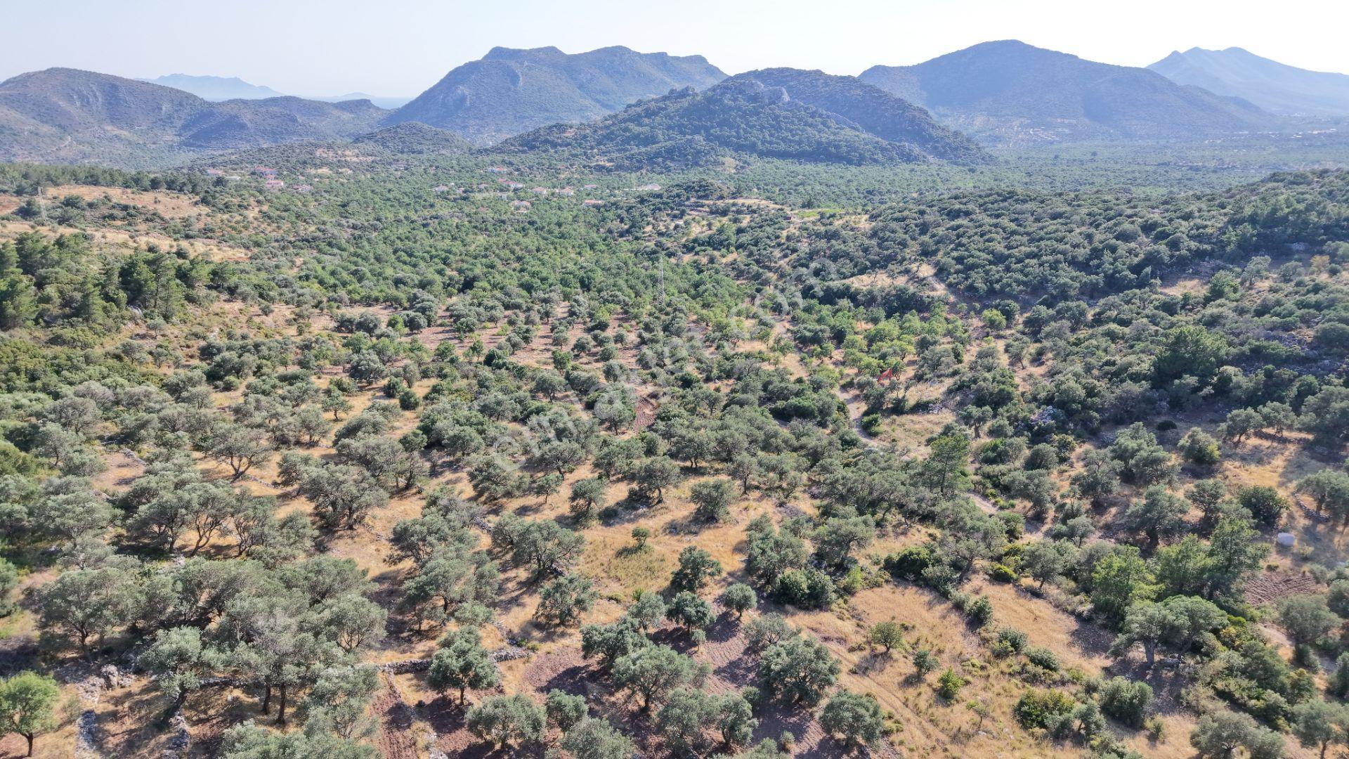 Datça Yaka Mah. Zeytinlik Satılık 5.089 M² - Görsel 19