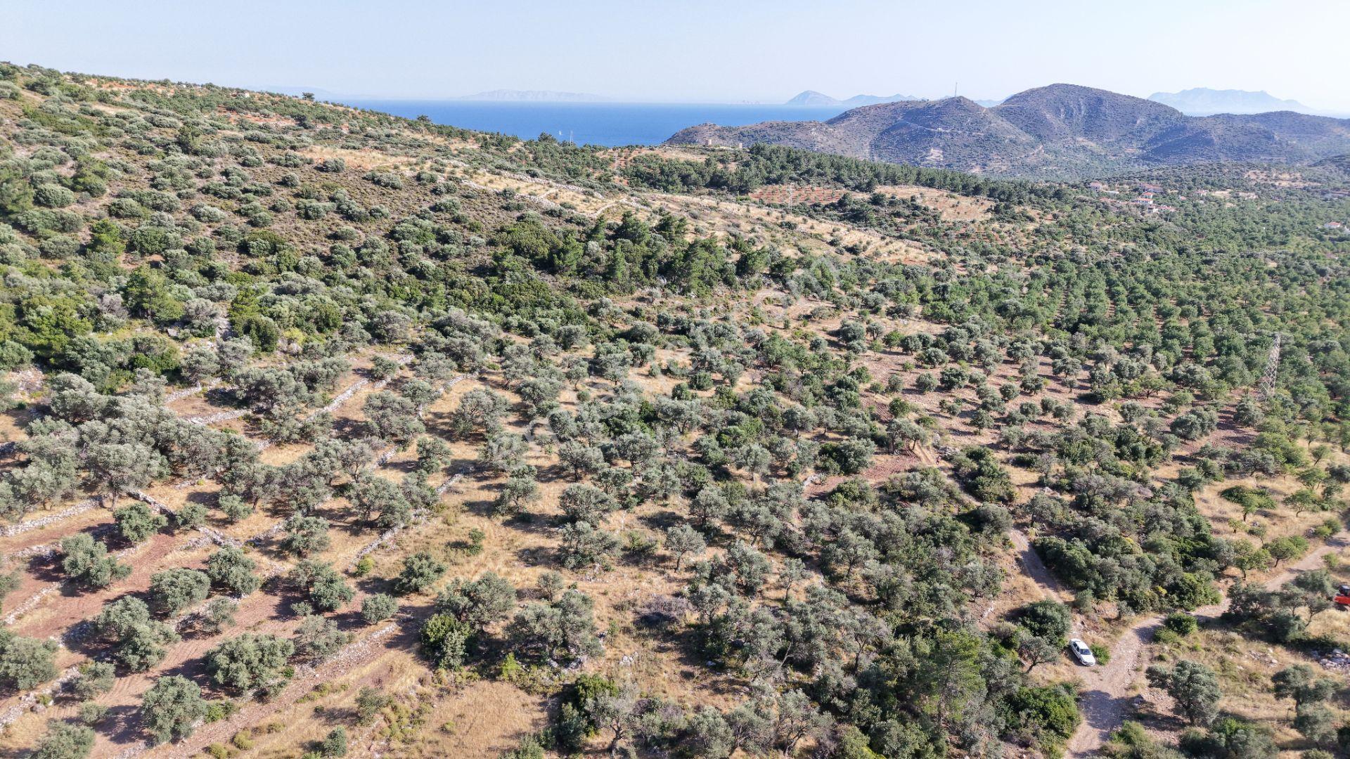 Datça Yaka Mah. Zeytinlik Satılık 5.089 M² - Görsel 14