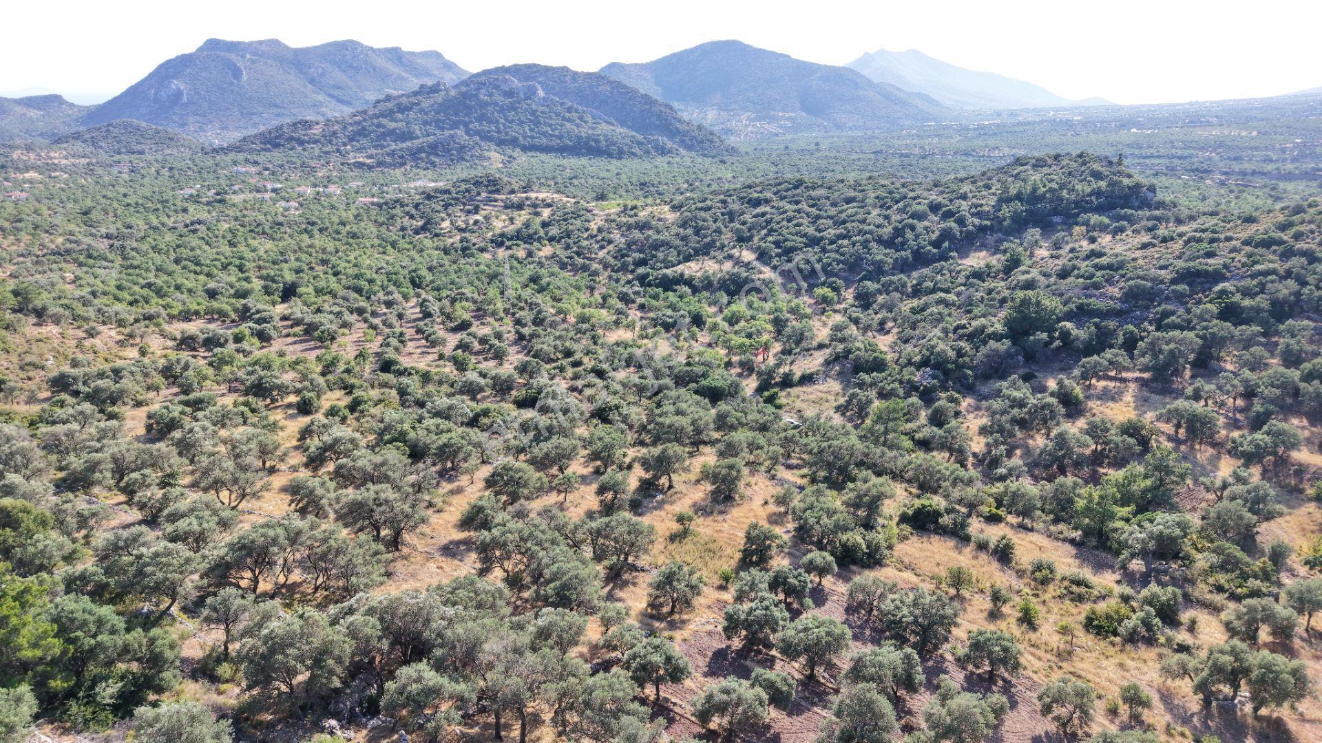Datça Yaka Mah. Zeytinlik Satılık 5.089 M² - Görsel 20