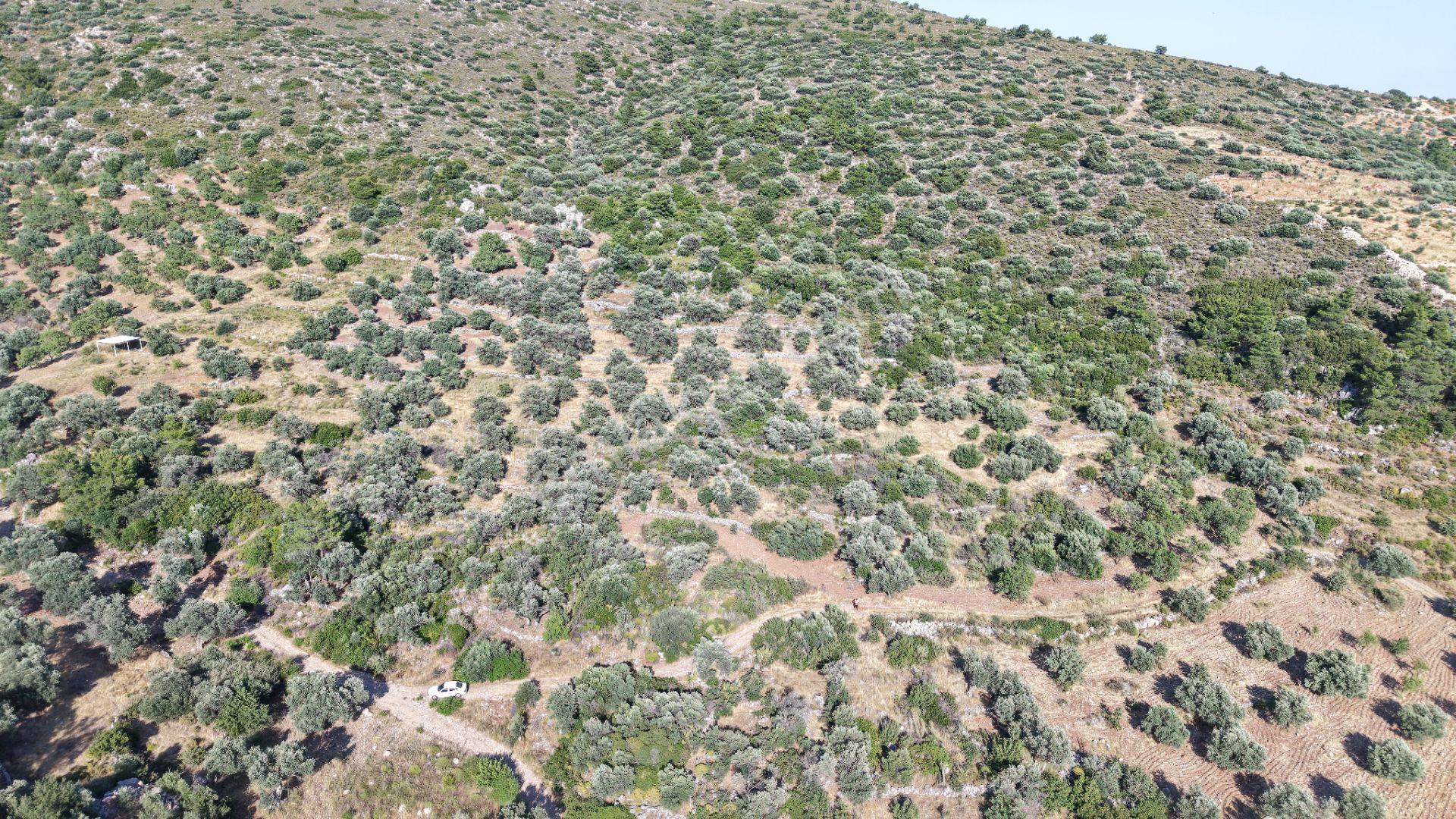 Datça Yaka Mah. Zeytinlik Satılık 5.089 M² - Görsel 22