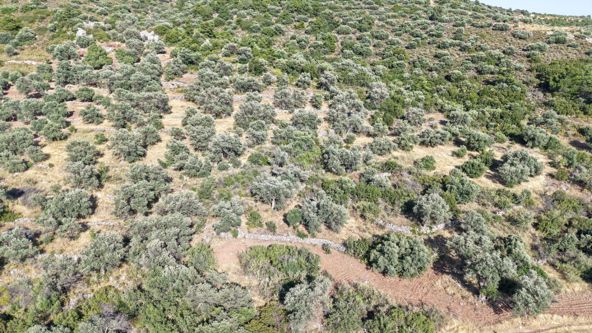 Datça Yaka Mah. Zeytinlik Satılık 5.089 M² - Görsel 10
