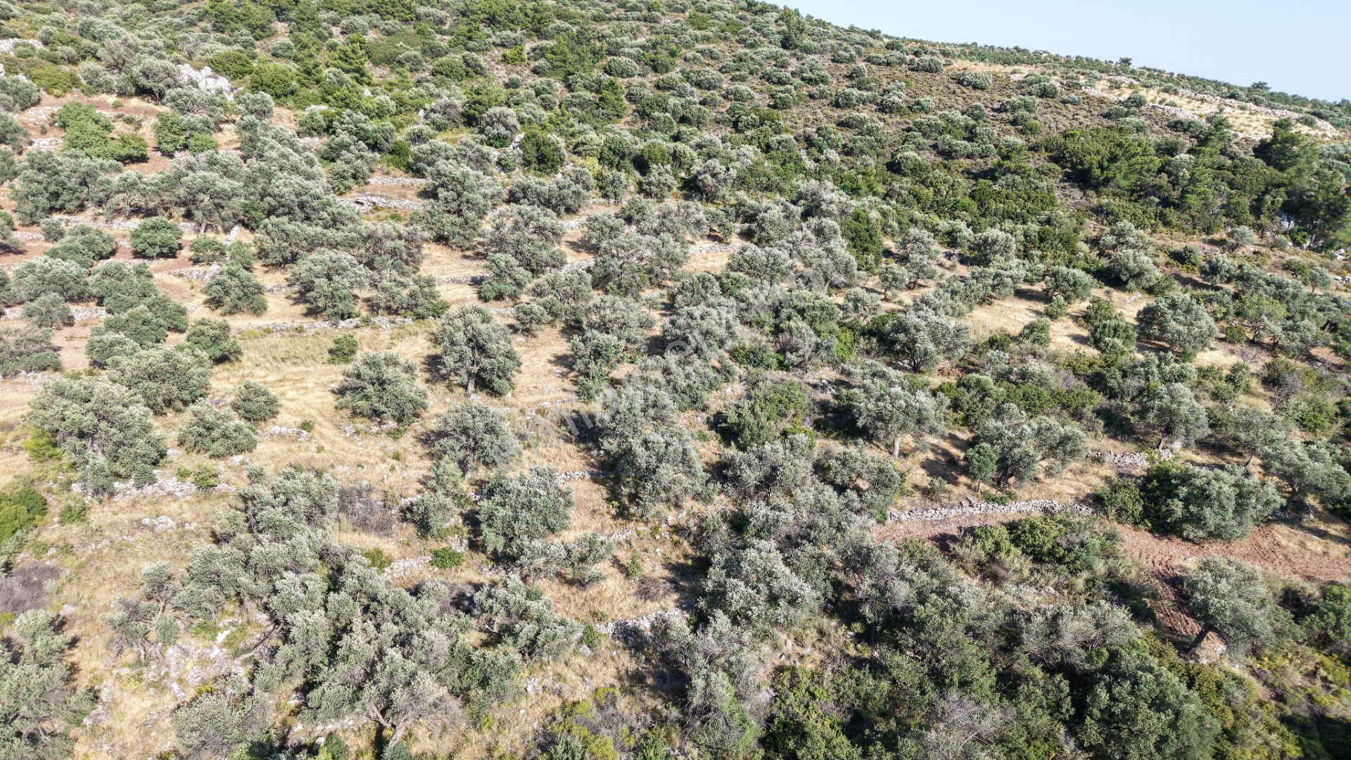 Datça Yaka Mah. Zeytinlik Satılık 5.089 M² - Görsel 11