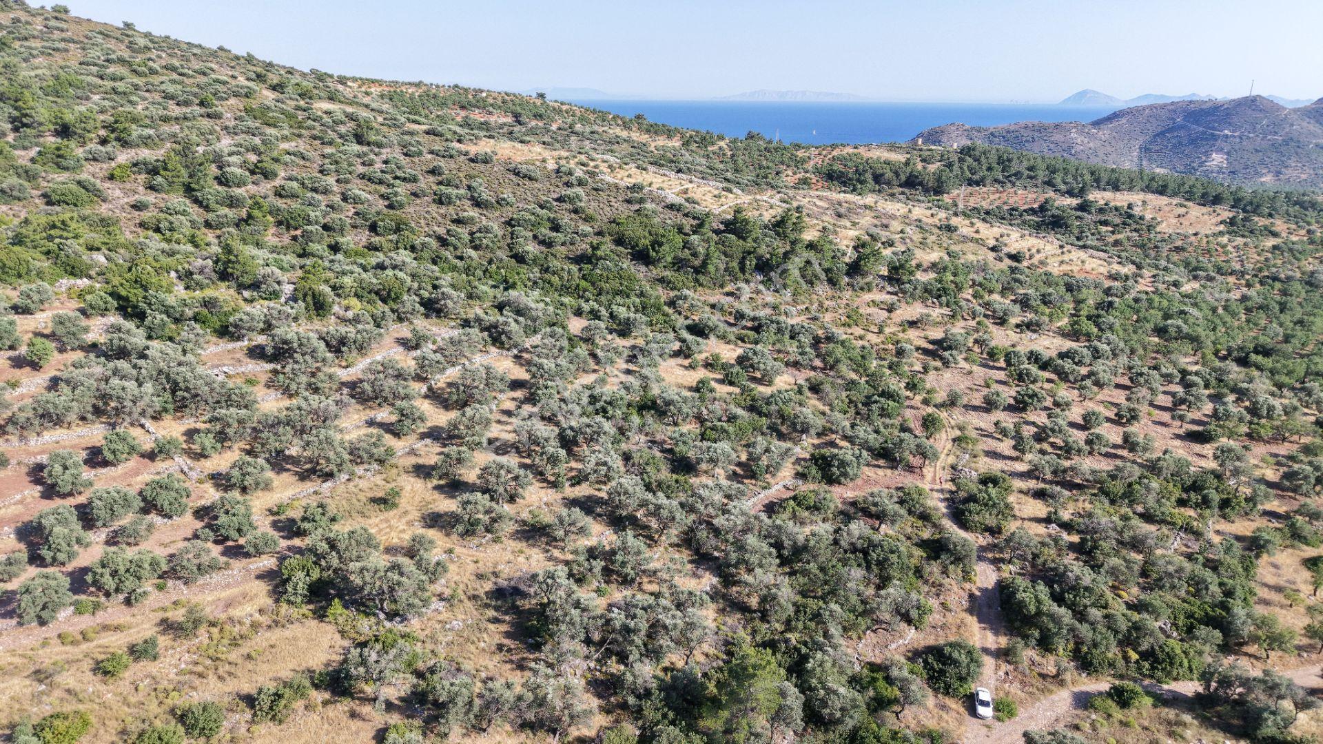 Datça Yaka Mah. Zeytinlik Satılık 5.089 M² - Görsel 12