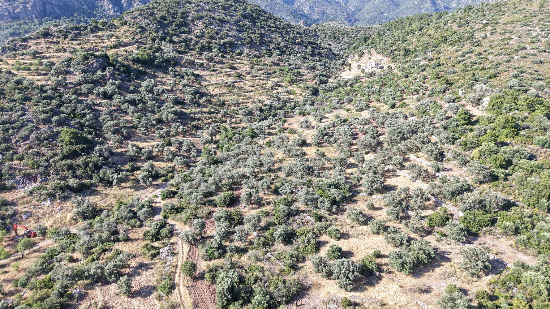 Datça Yaka Mah. Zeytinlik Satılık 5.089 M² - Görsel 27