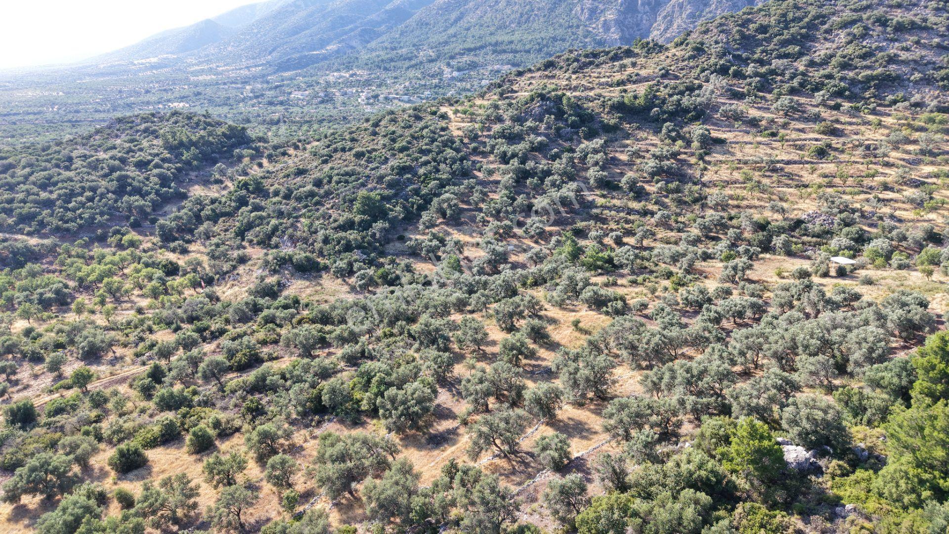Datça Yaka Mah. Zeytinlik Satılık 5.089 M² - Görsel 32