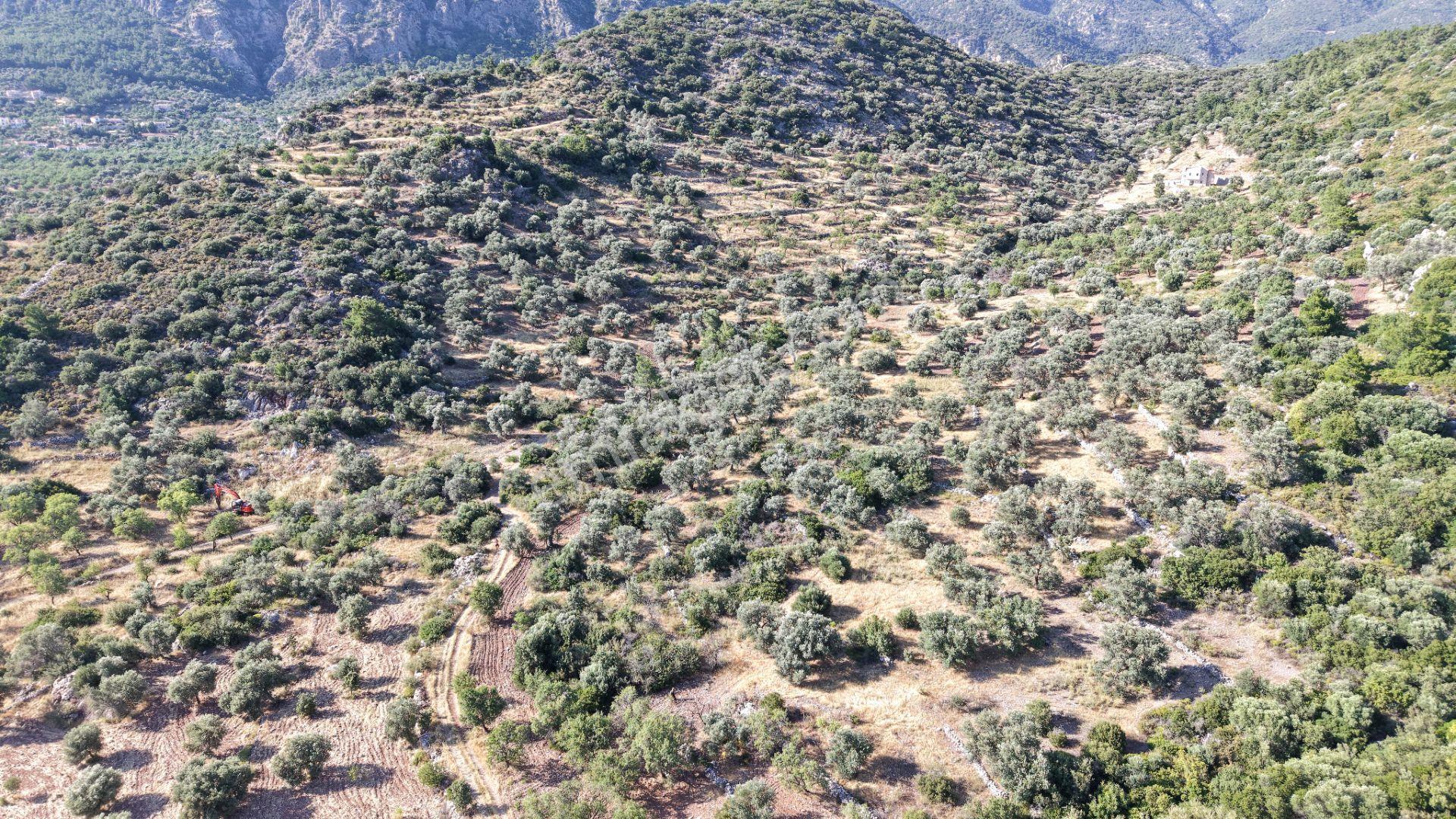 Datça Yaka Mah. Zeytinlik Satılık 5.089 M² - Görsel 28